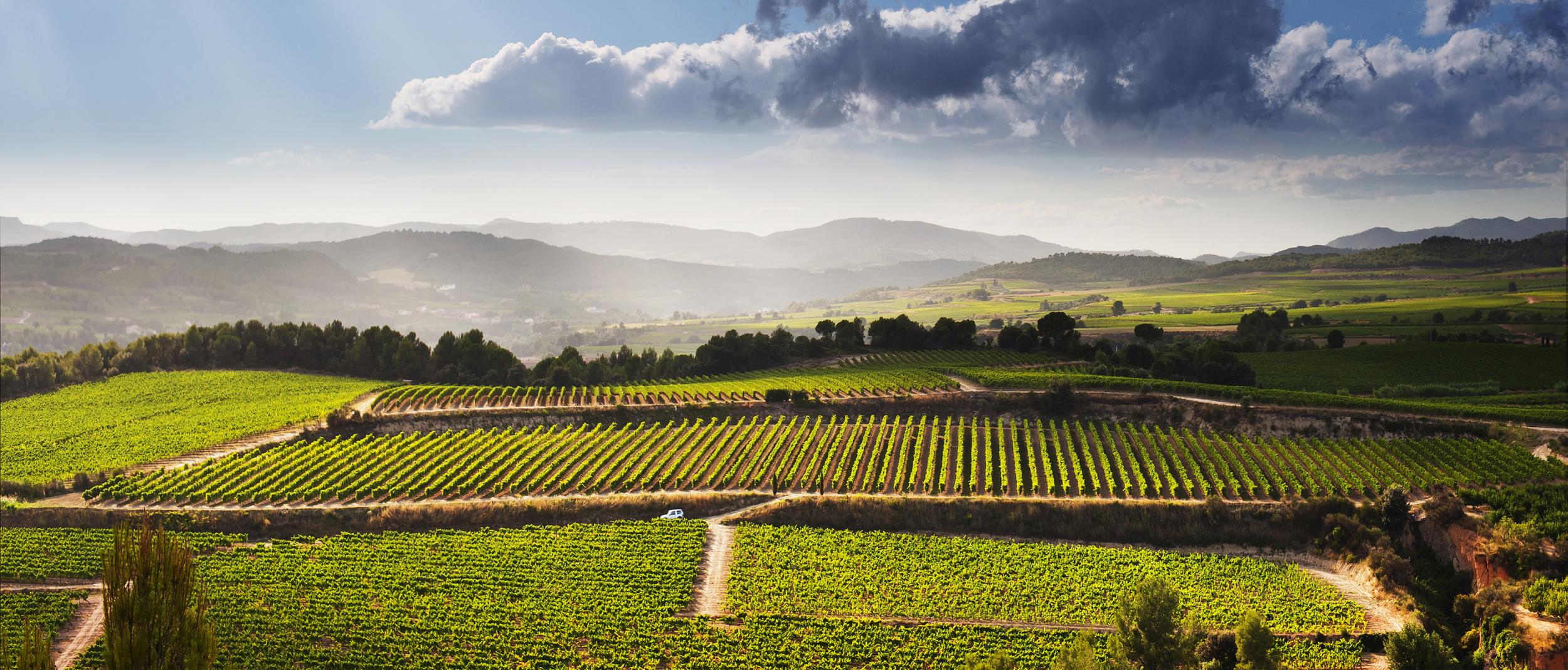 DO Penedès: un territori únic per fer el millor vi