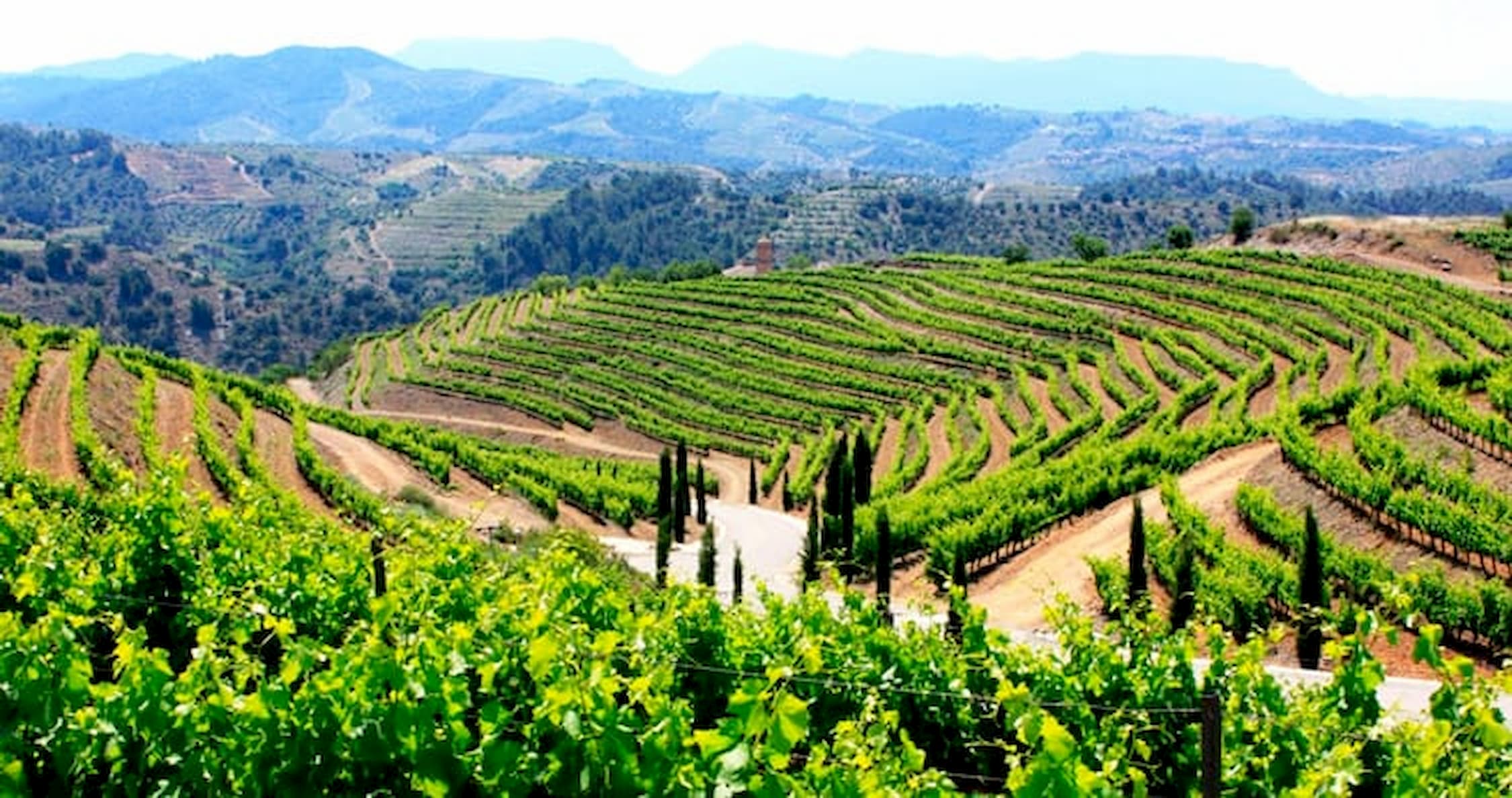 DOQ Priorat, vins que transmeten l’essència d’una terra única