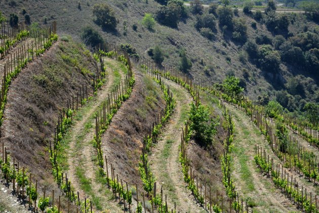 Vinyes del Priorat, Porrera - wikimedia