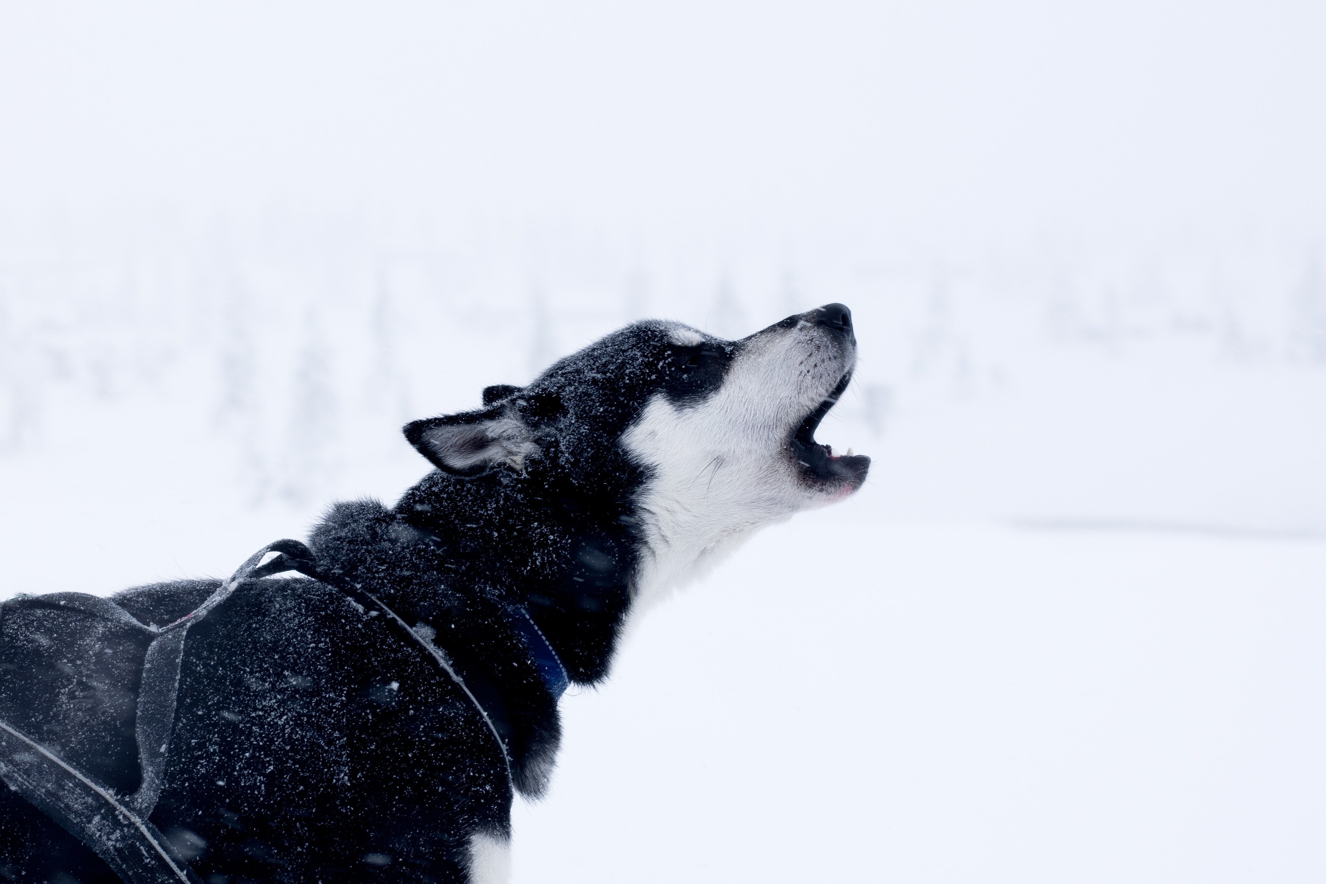 perros / unsplash / jessica arends 