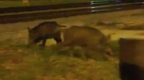 Un tren atropella un grup de senglars a Badalona