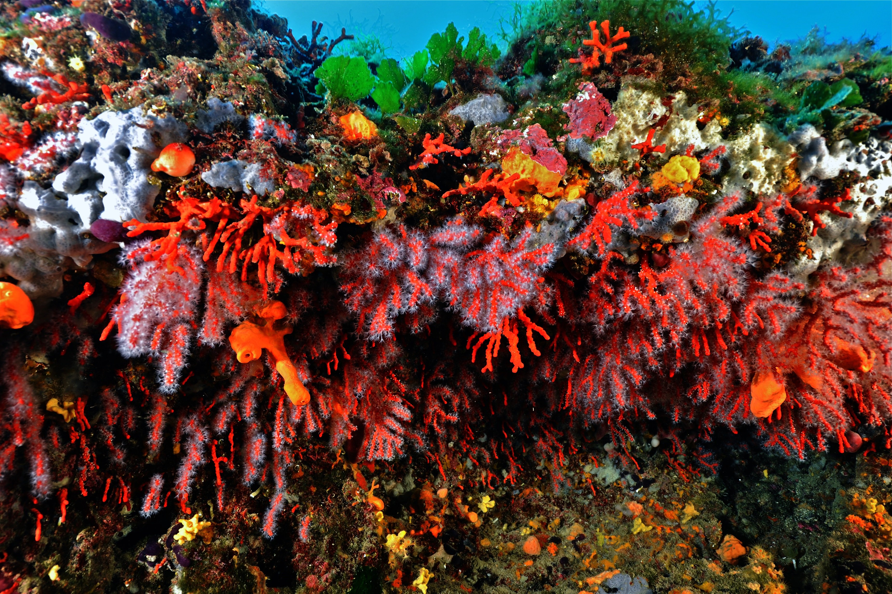 Denuncian a un hombre por recolectar 22,9 kg de coral rojo en Palamós