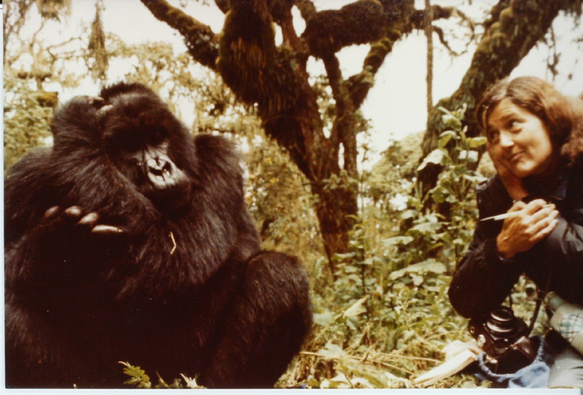 Mor assassinada la primatòloga de 'Goril·les en la boira'