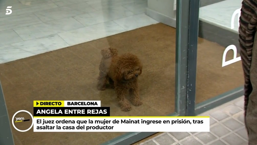 mayka navarro pierde en su perro simon