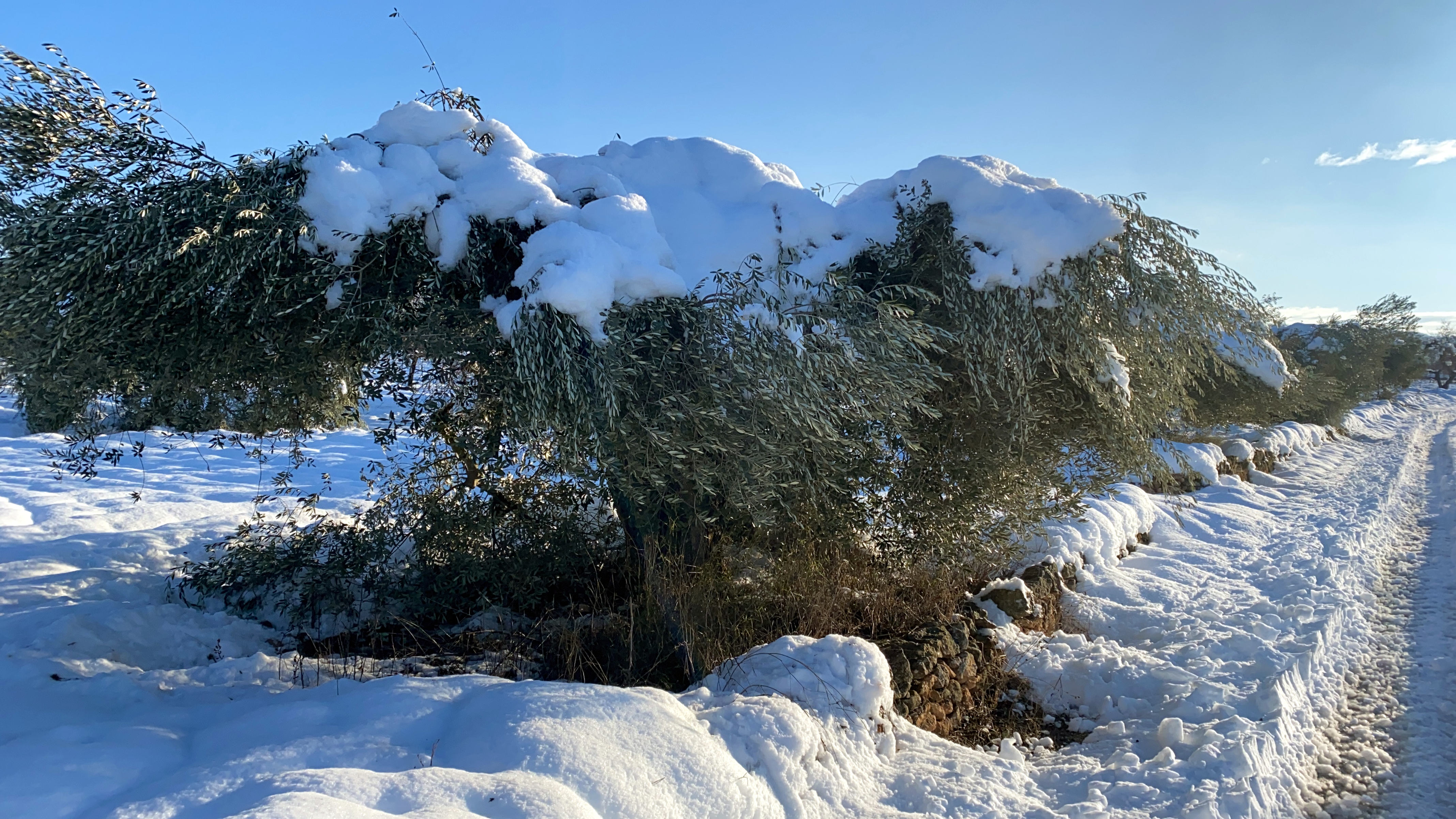 Els sindicats agrícoles demanen ajuts pels productors afectats pel temporal