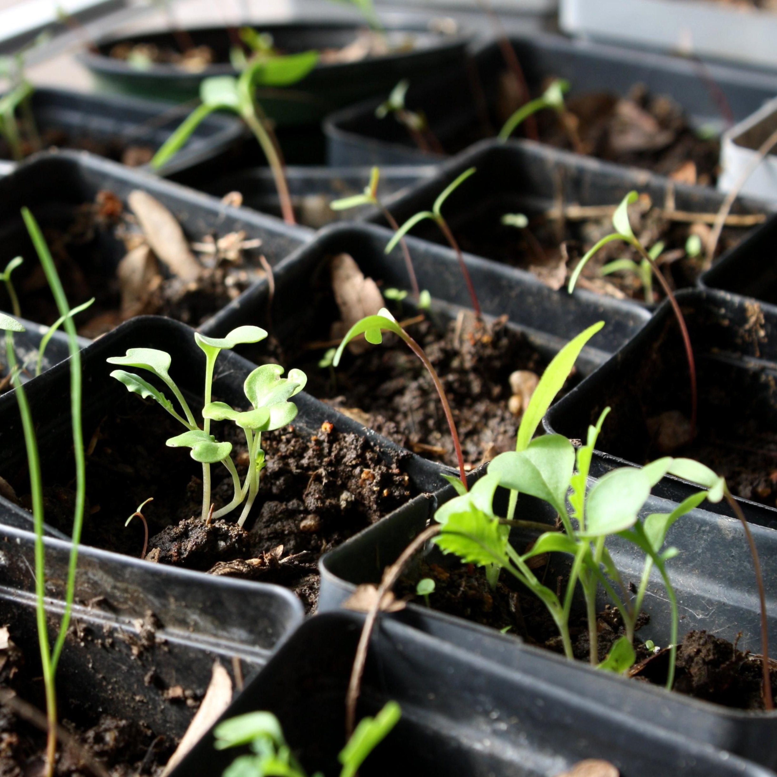 Estos son los beneficios de la jardinería para tu salud mental