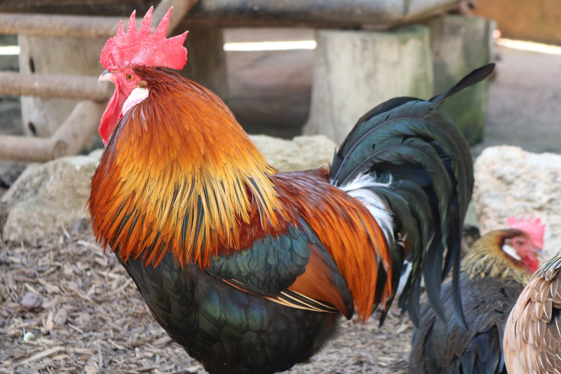 Francia reconoce el canto del gallo como "patrimonio sensorial"
