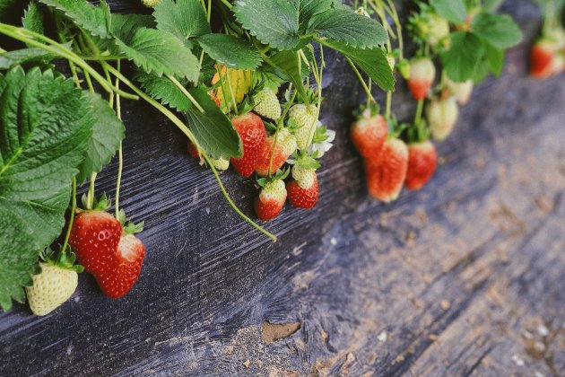 Fresas Unsplash Fresas Unsplash