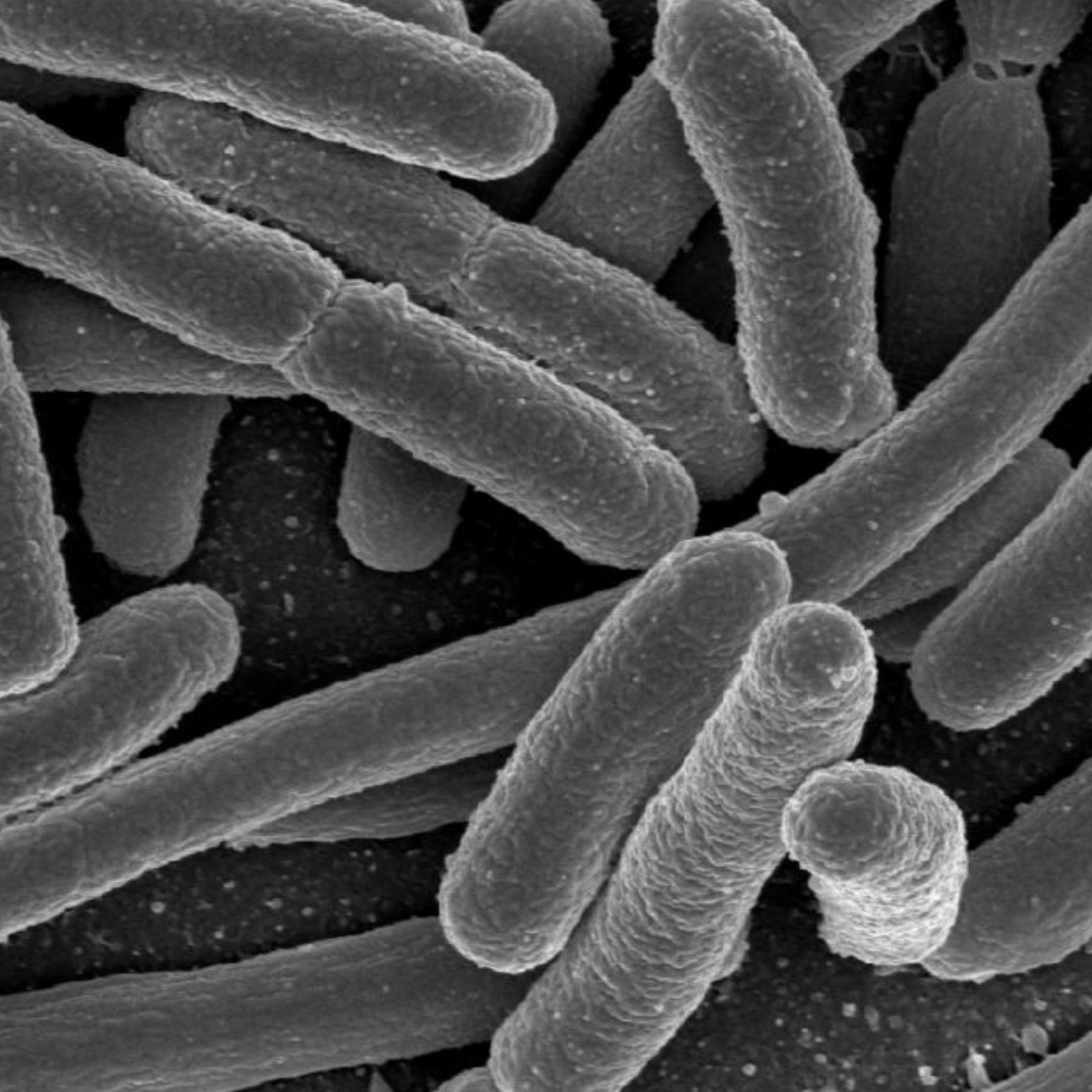 Por qué los Lactobacillus pueden ser muy importantes en tu intestino