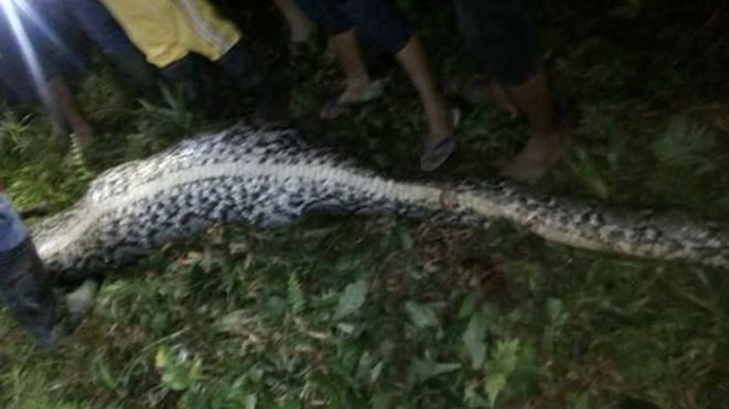 Una serpiente se traga entero a un hombre en Indonesia
