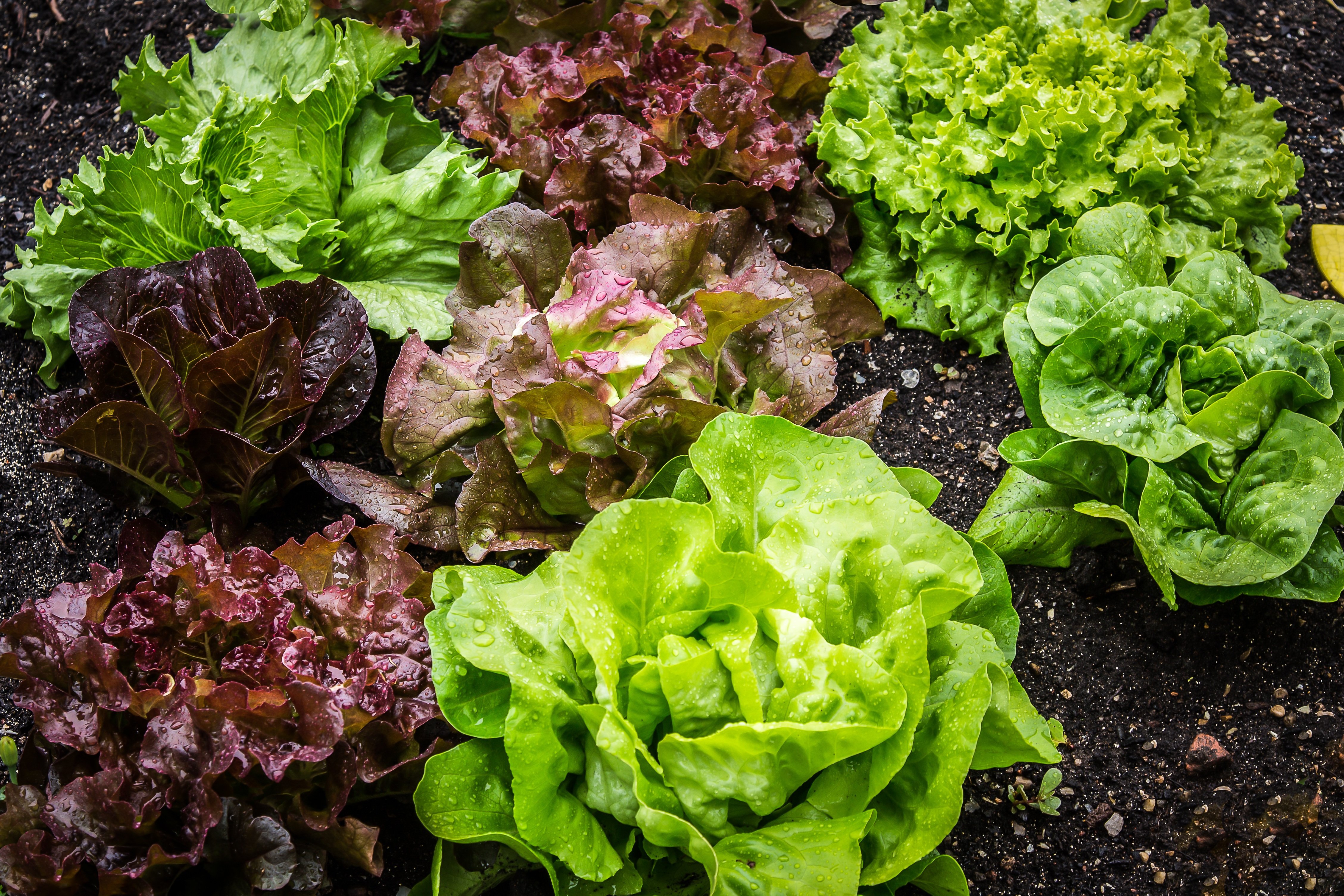 Verduras de hoja verde