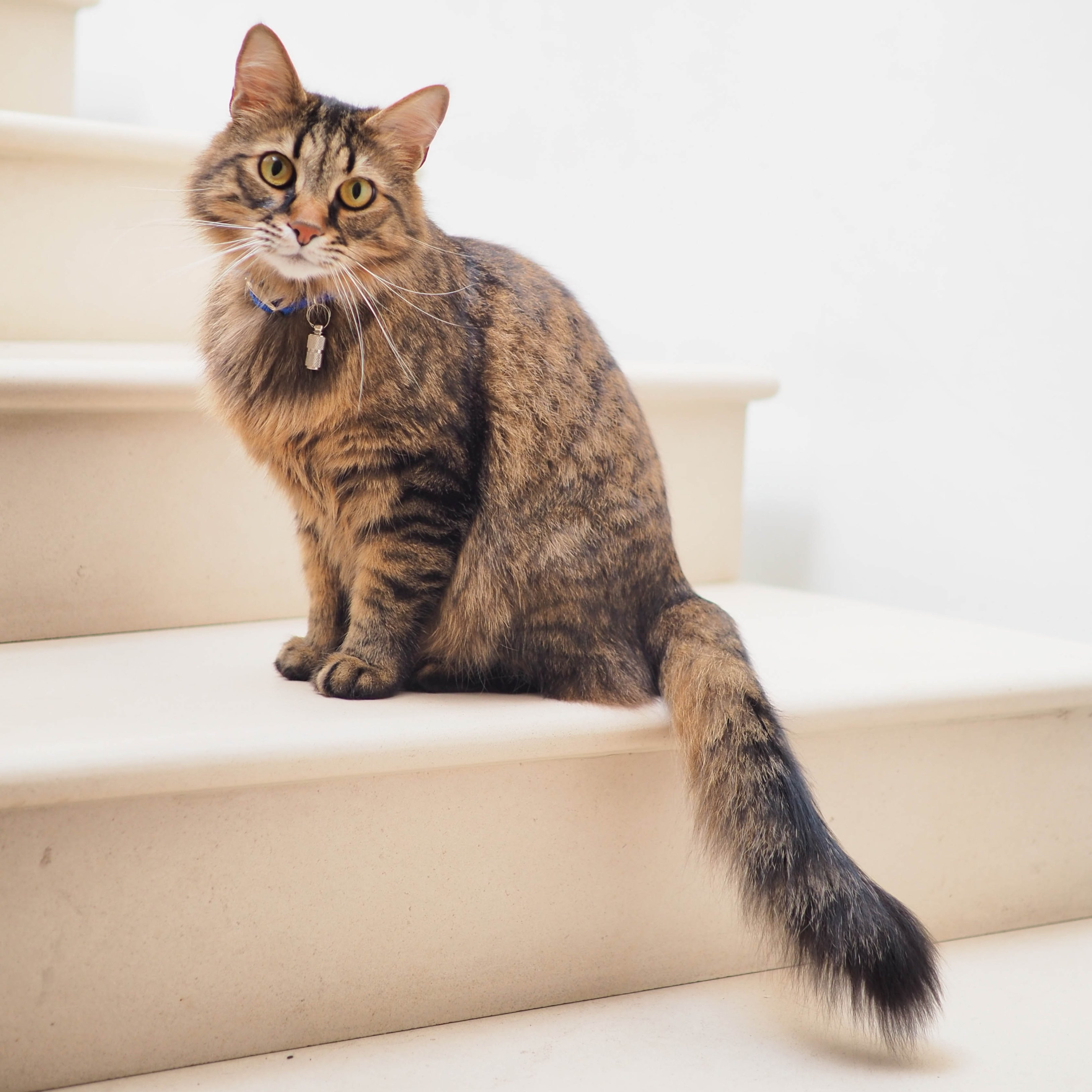 Una posible solución para la alergia a los gatos