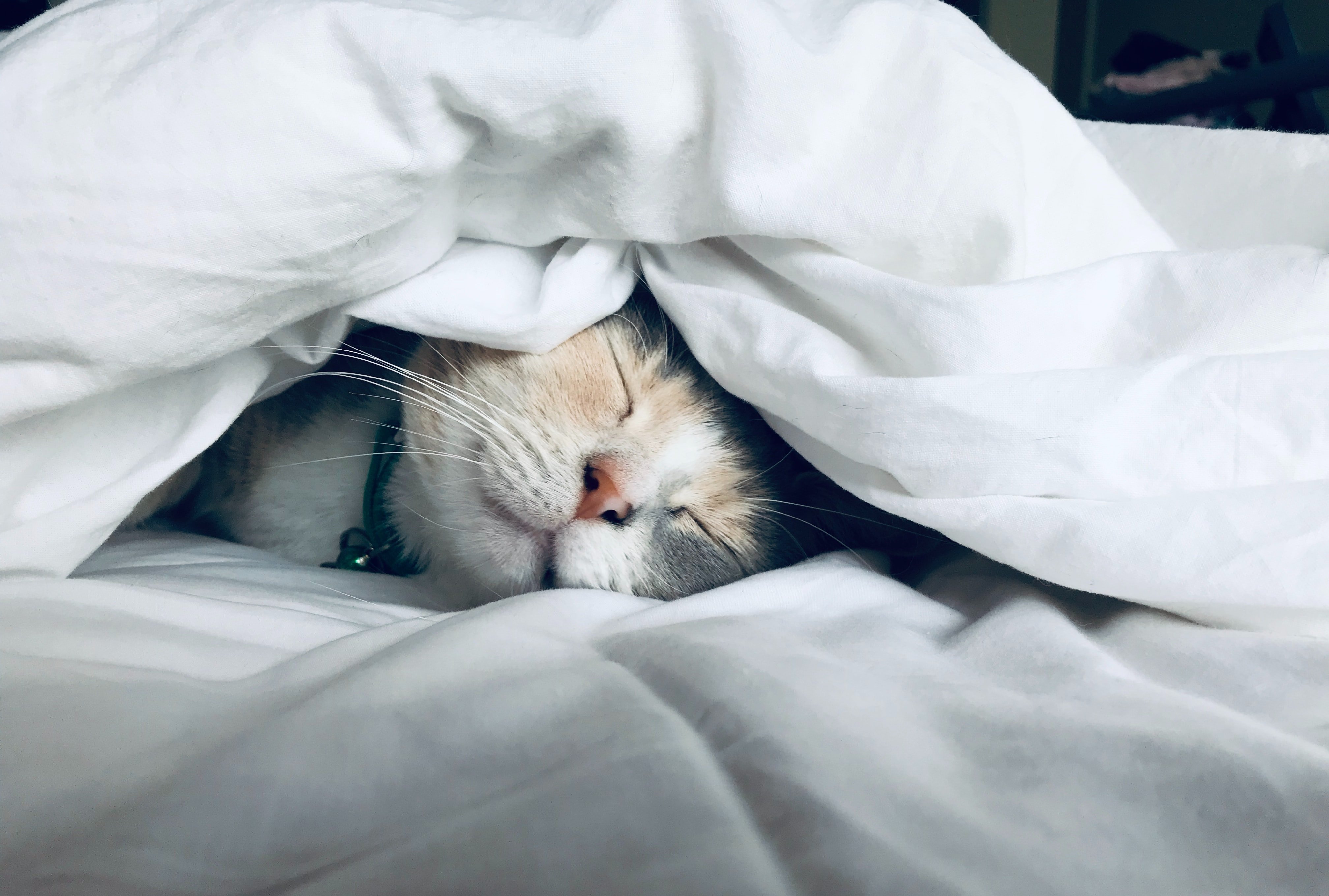 Gato en la cama