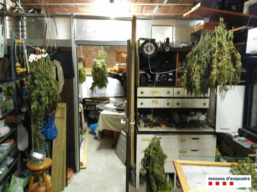Huye de la policía conduciendo sin carné y encuentran 4kg de marihuana en su casa