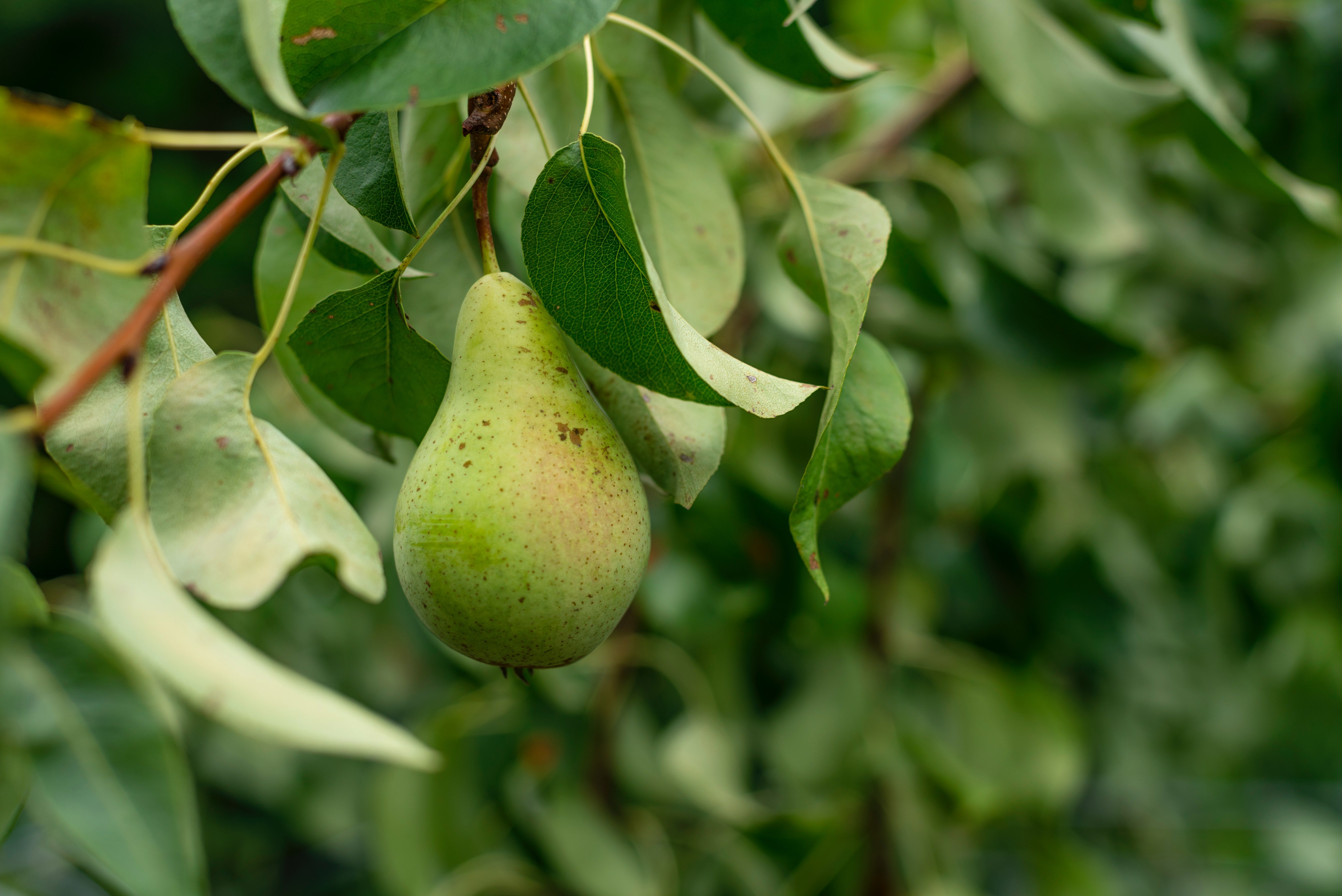 3 recetas deliciosas con pera de Lleida que puedes hacer para aprovechar esta fruta