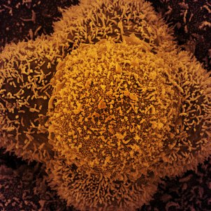celula coronavirus flickr niaid