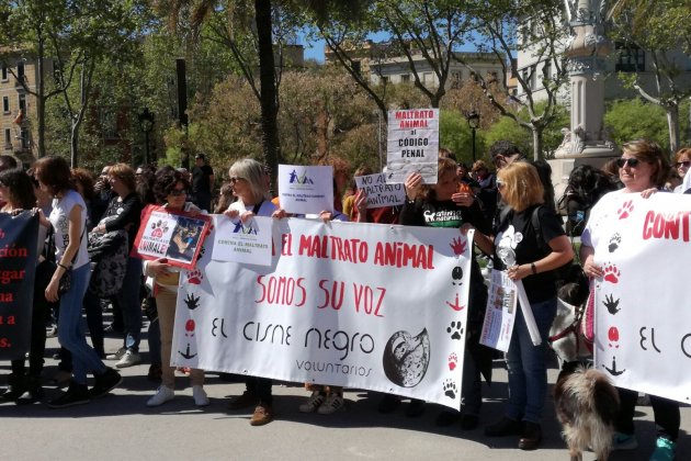 MANIFESTACIÓ PACMA LLUIS COMPANYS   MARC BLEDA