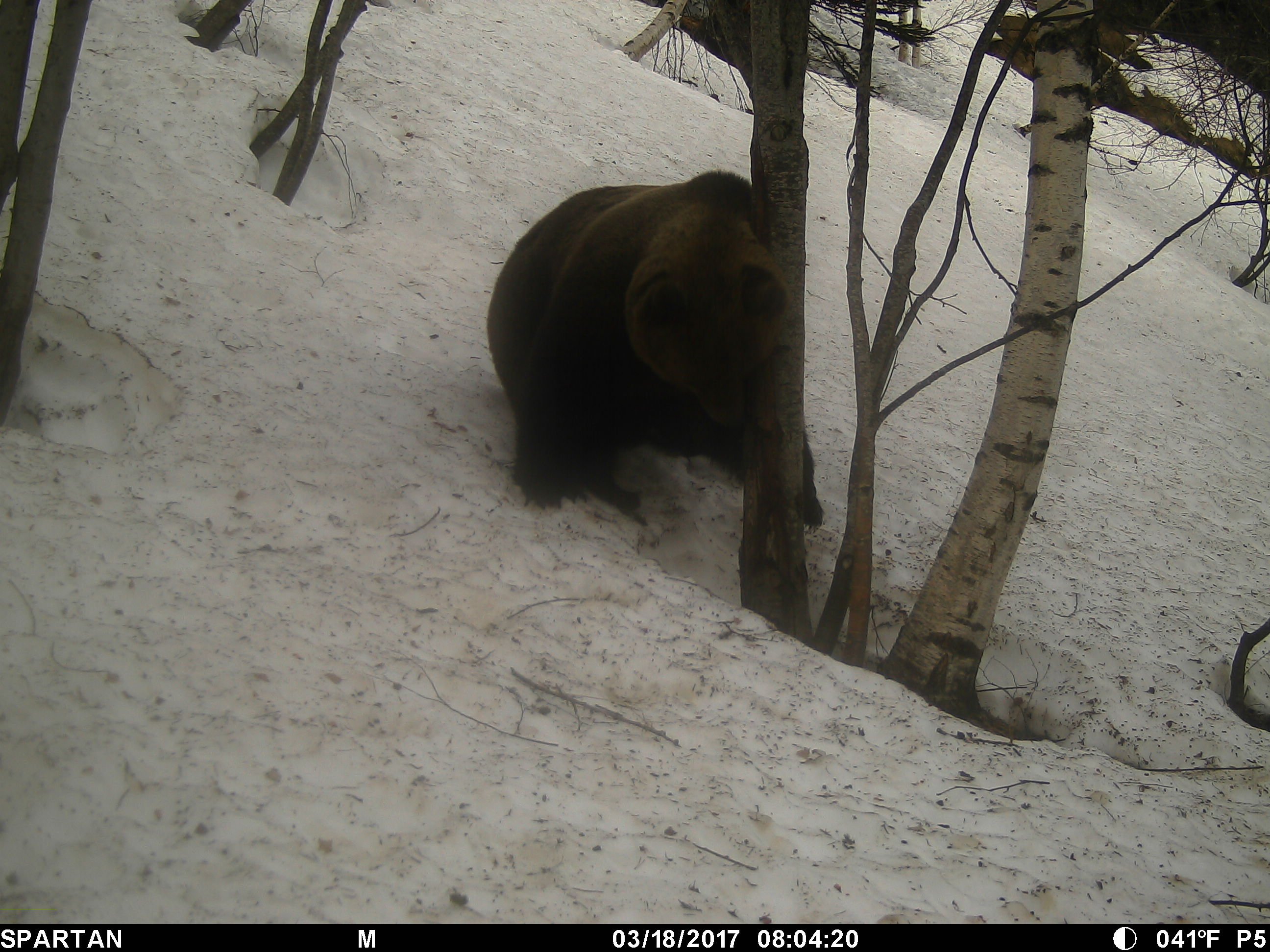 Nacen 10 crías de oso en el Pirineo, un hito histórico