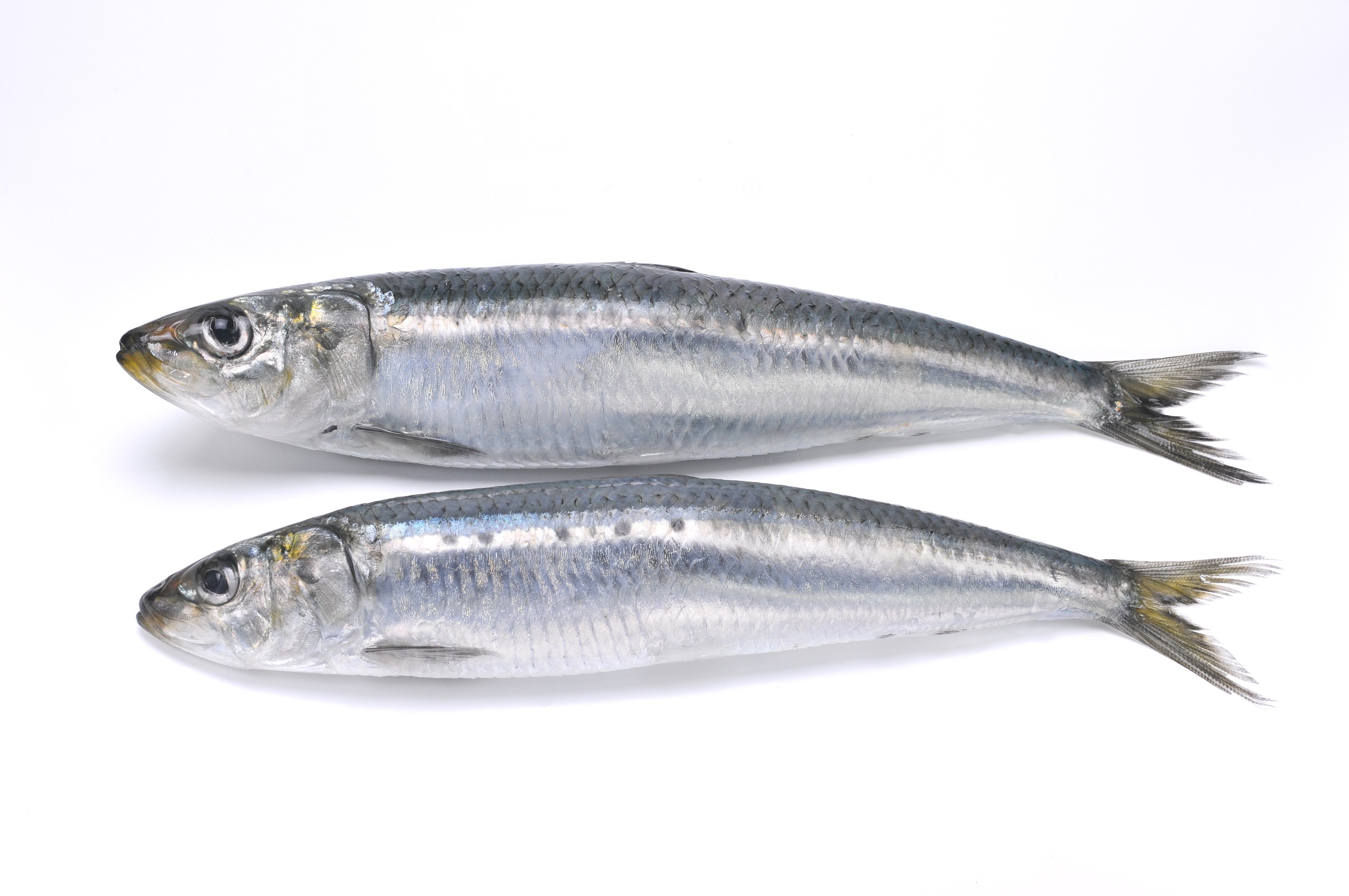 Sardinas