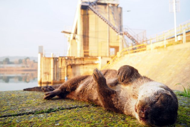 Nutria muerta atropellada carretera Ebre ACN