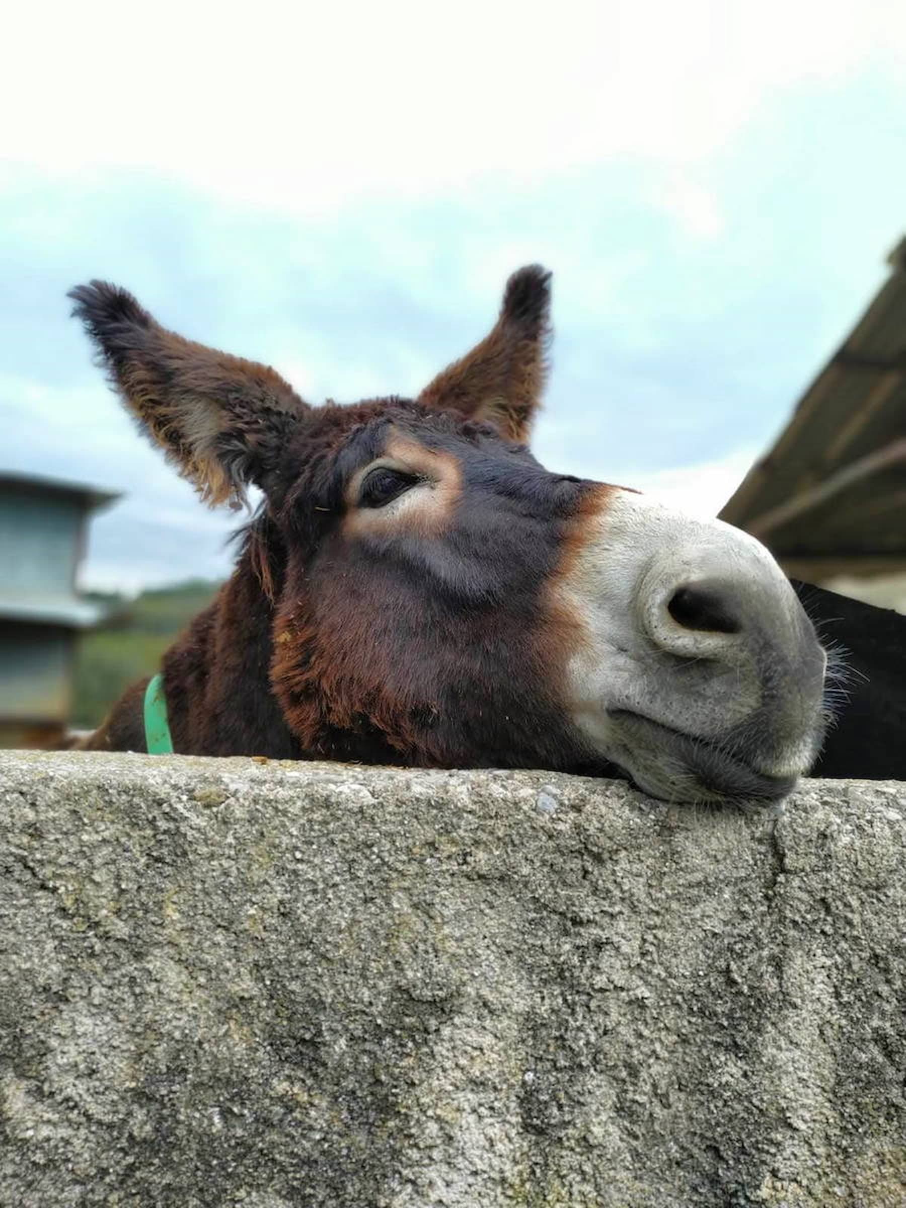 Salvemos el burro catalán