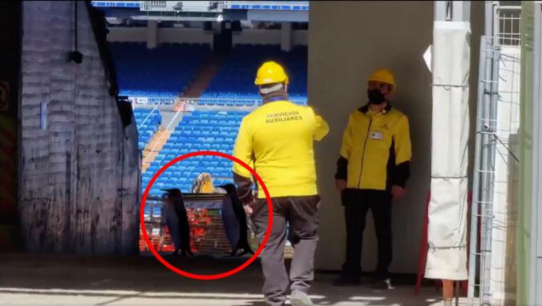 Surrealisme a les xarxes: apareixen 2 pingüins a les obres del Bernabéu
