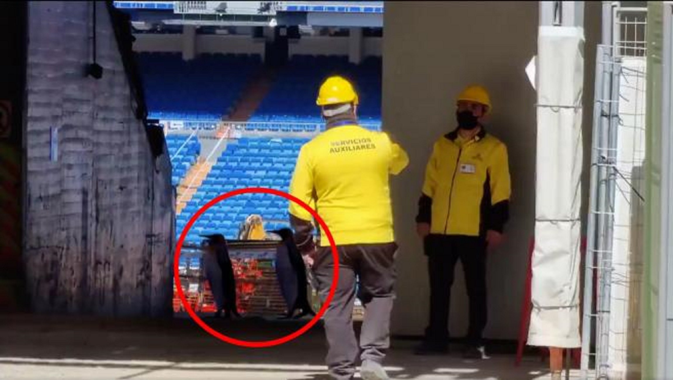 Surrealismo en las redes: aparecen 2 pingüinos en las obras del Bernabéu