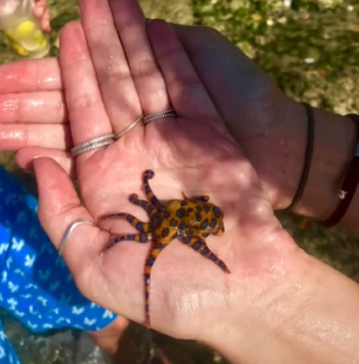 Vídeo viral de una joven de TikTok jugando sin querer con el pulpo más venenoso