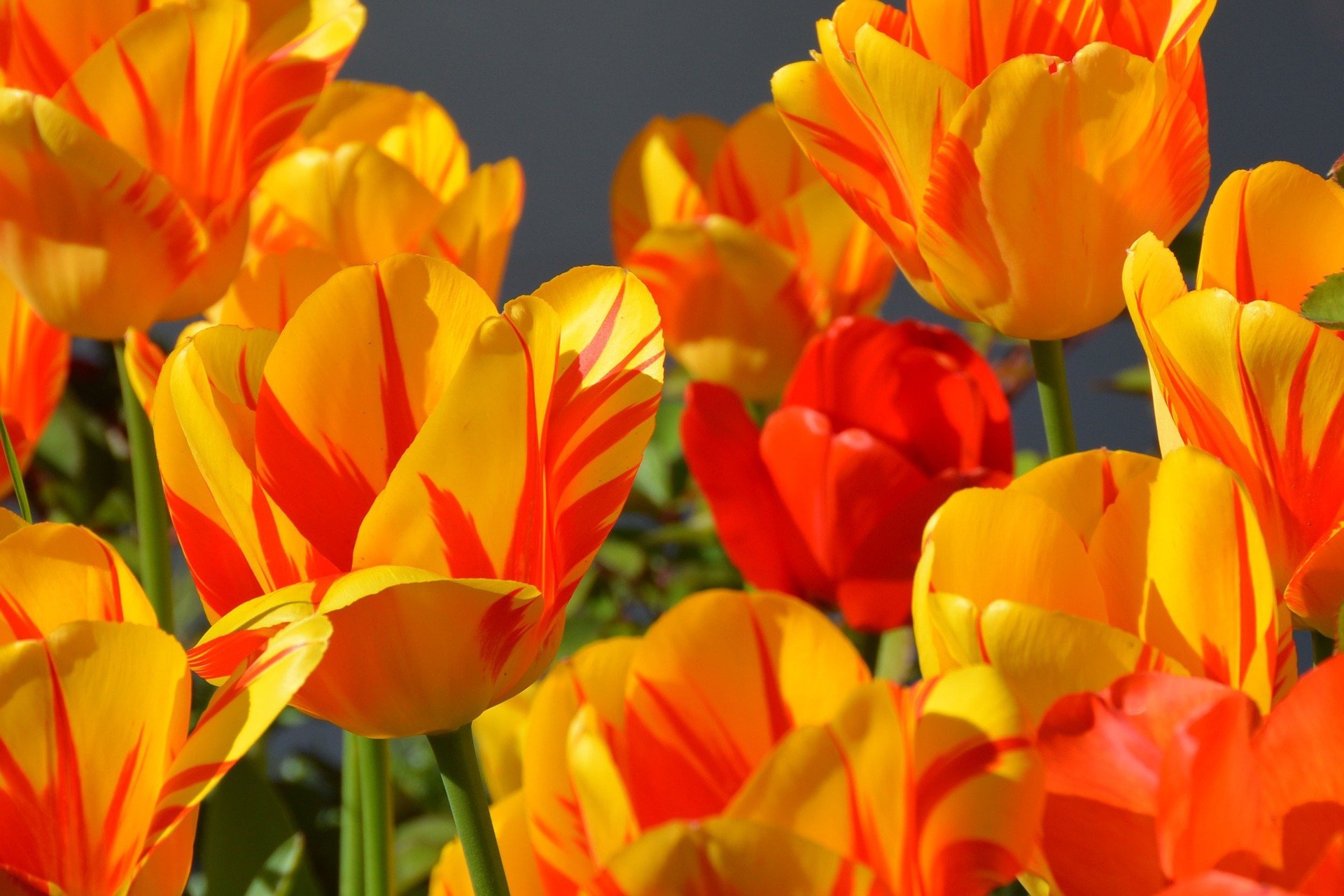 La primavera la sang altera