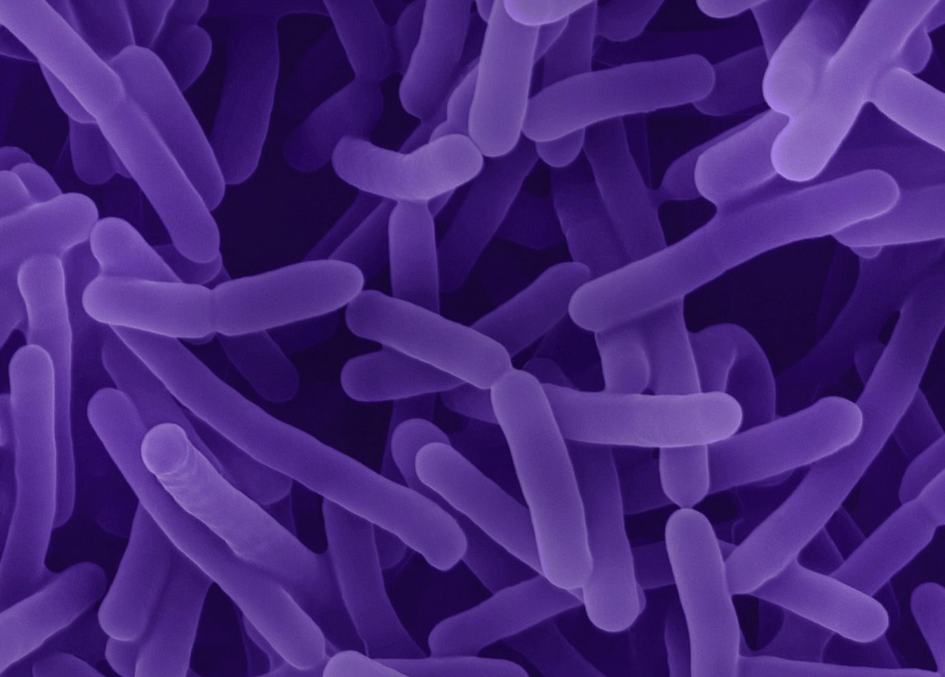 Microbiota