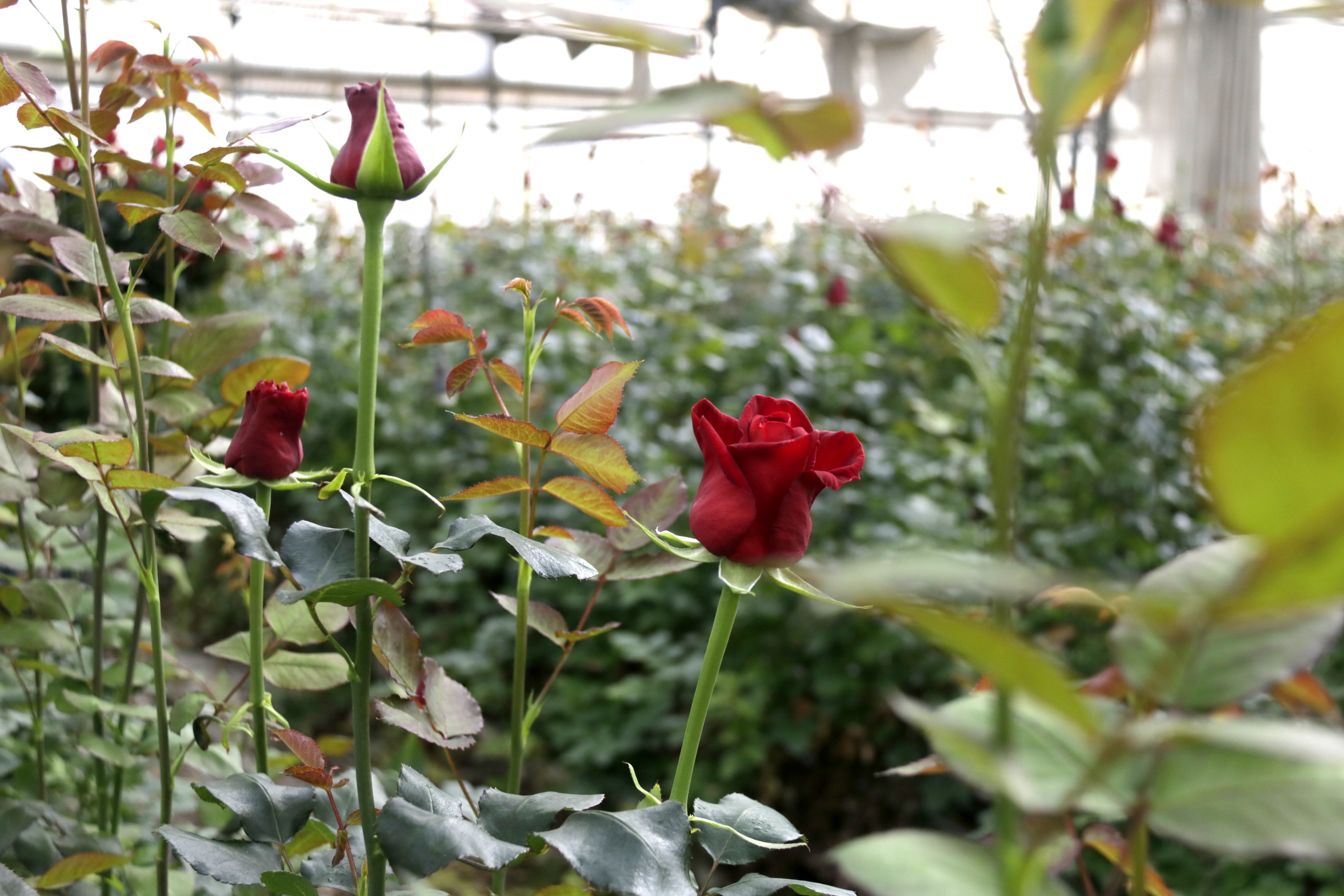 La rosa de Sant Jordi se desploma en Catalunya: sólo quedan 2 productores locales