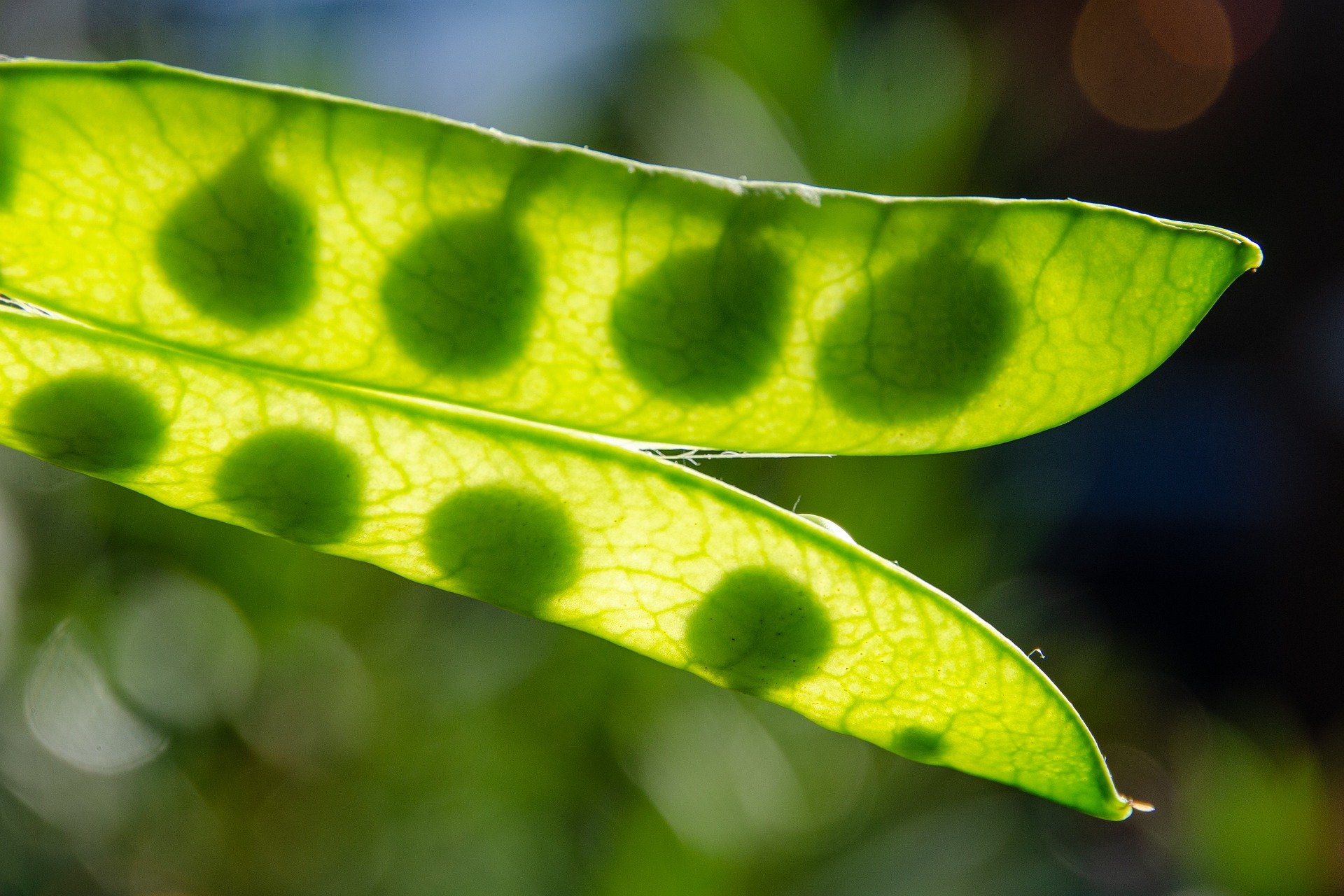 No diguis pèsols, digues llàgrimes dolces de primavera