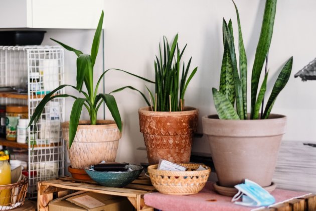 plantas interior unsplash