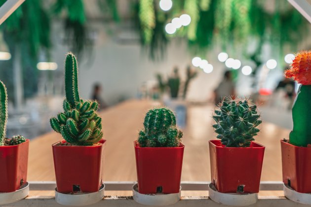 cactus unsplash