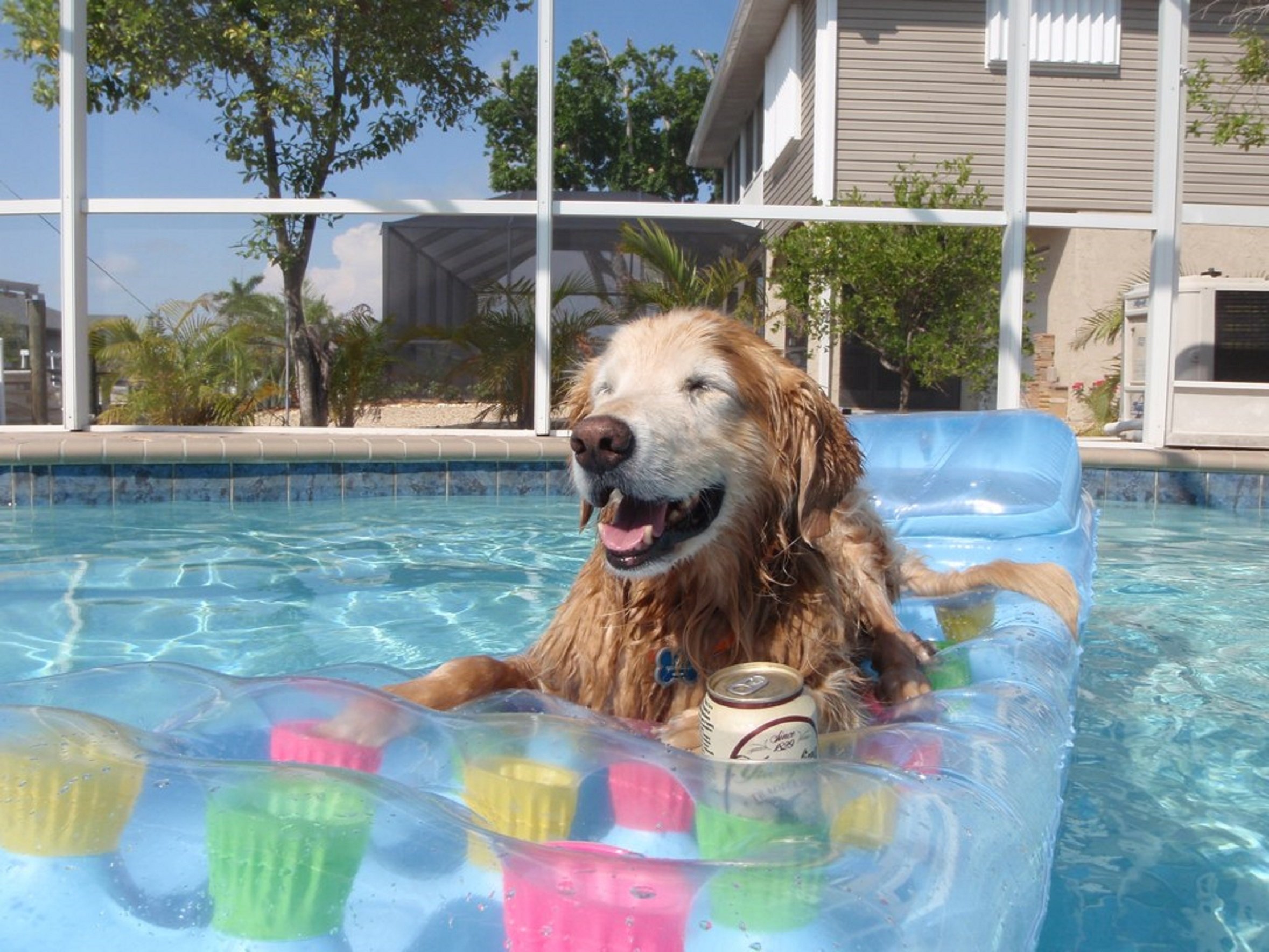 Així és la piscina per a gossos que Carrefour té en oferta al millor preu
