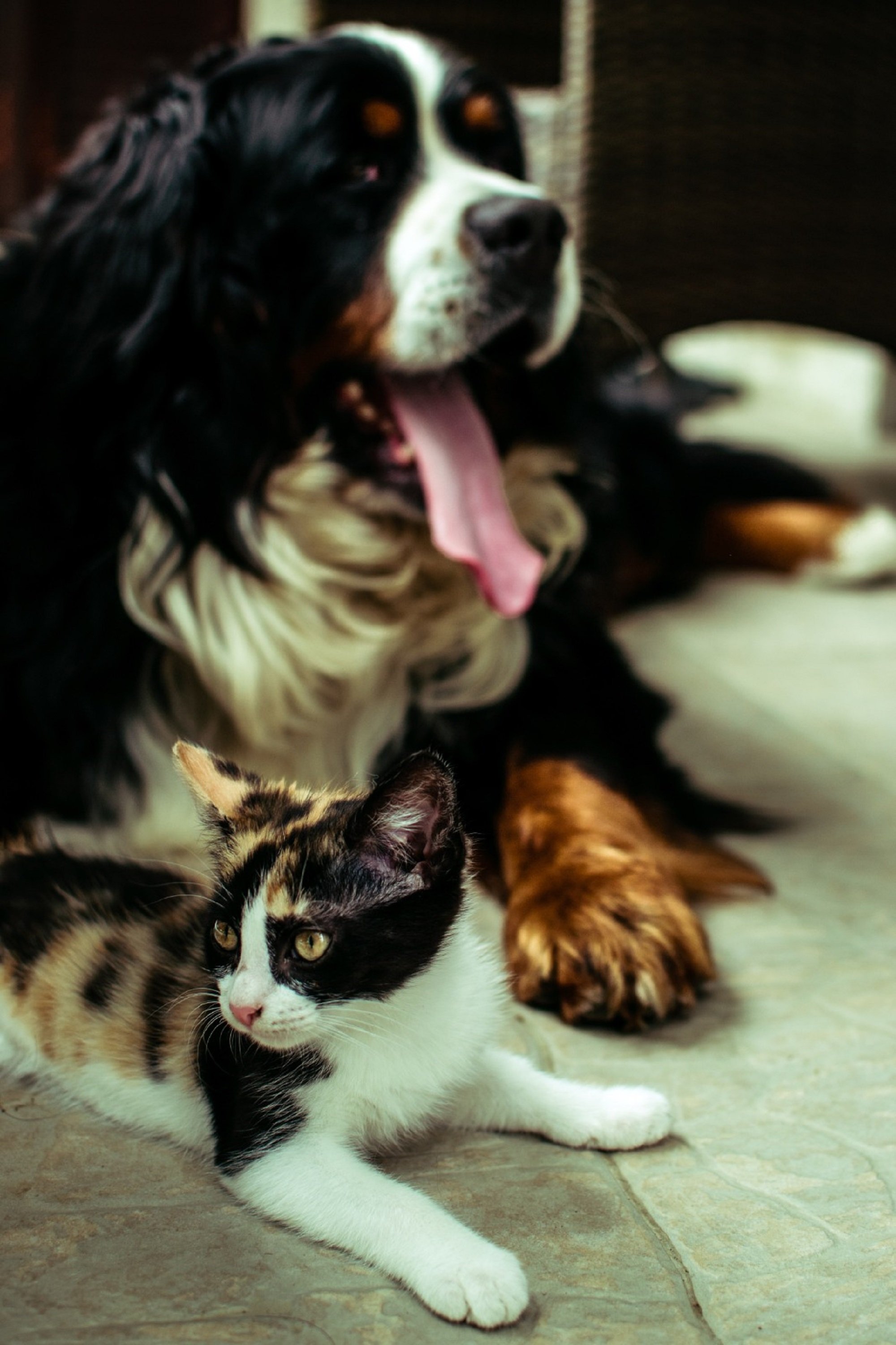perro y gato Unsplash