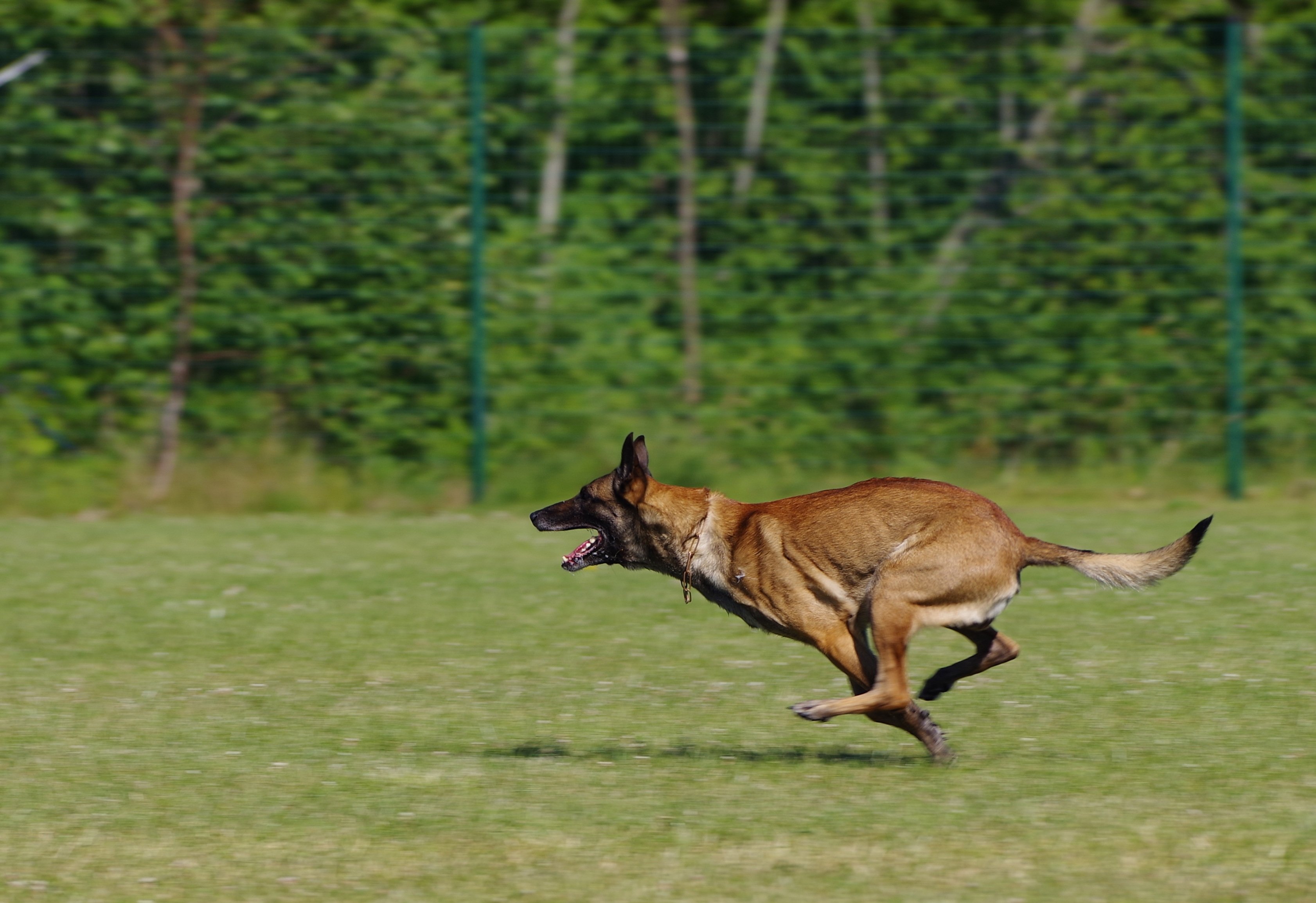 Pastor belga malinois