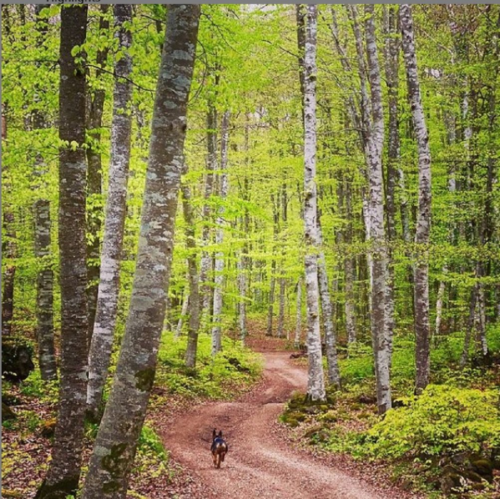 la fageda toni soler TUIT