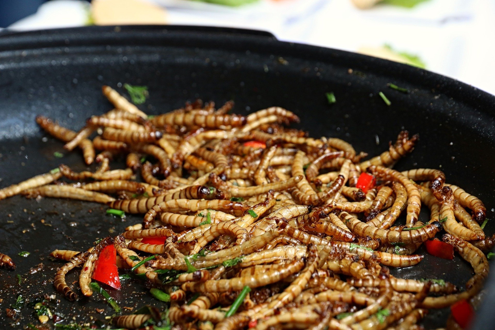 La única granja de insectos de Catalunya elabora harina hecha de grillos