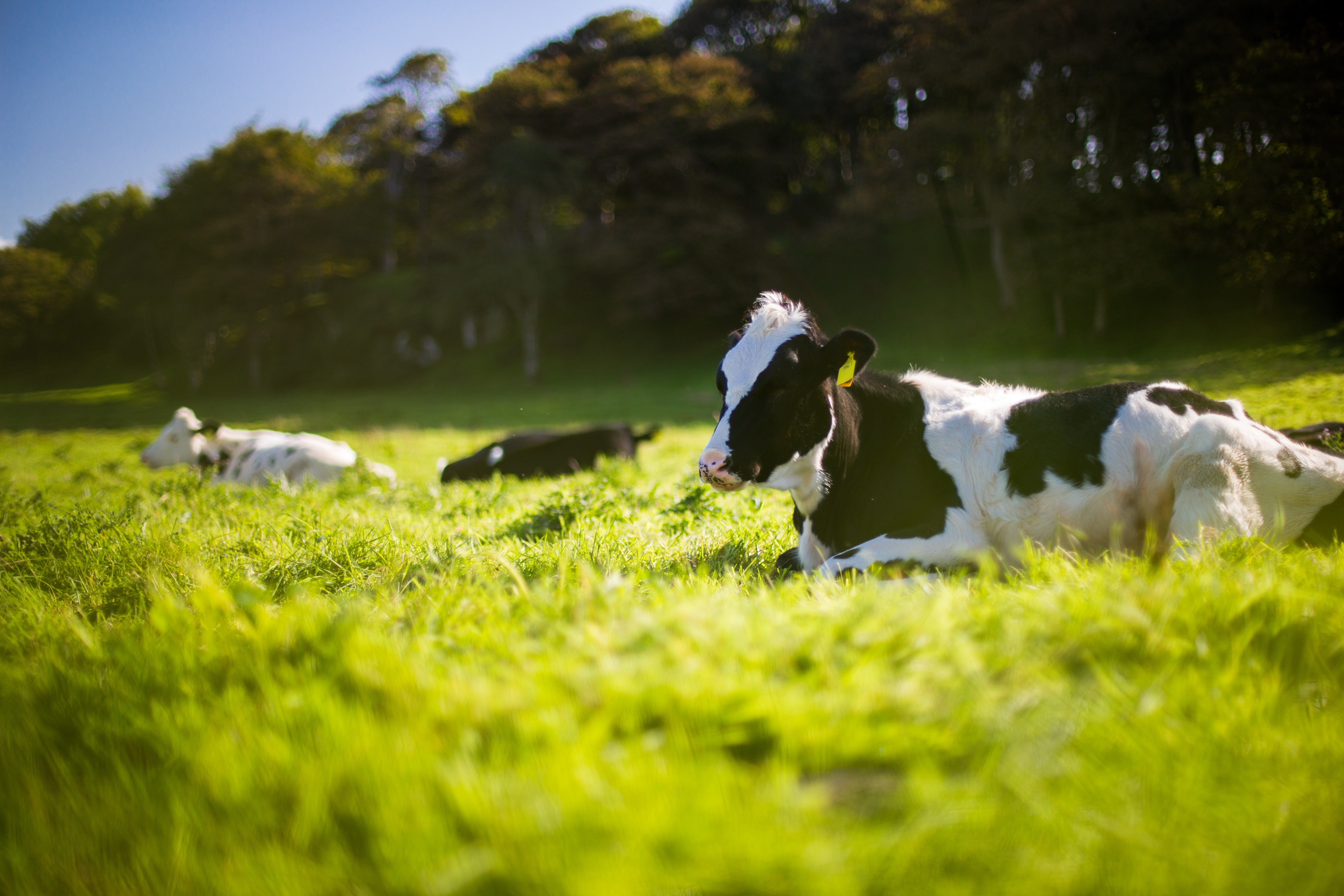 El conflicto del 'cártel de la leche' podría impulsar el éxodo rural