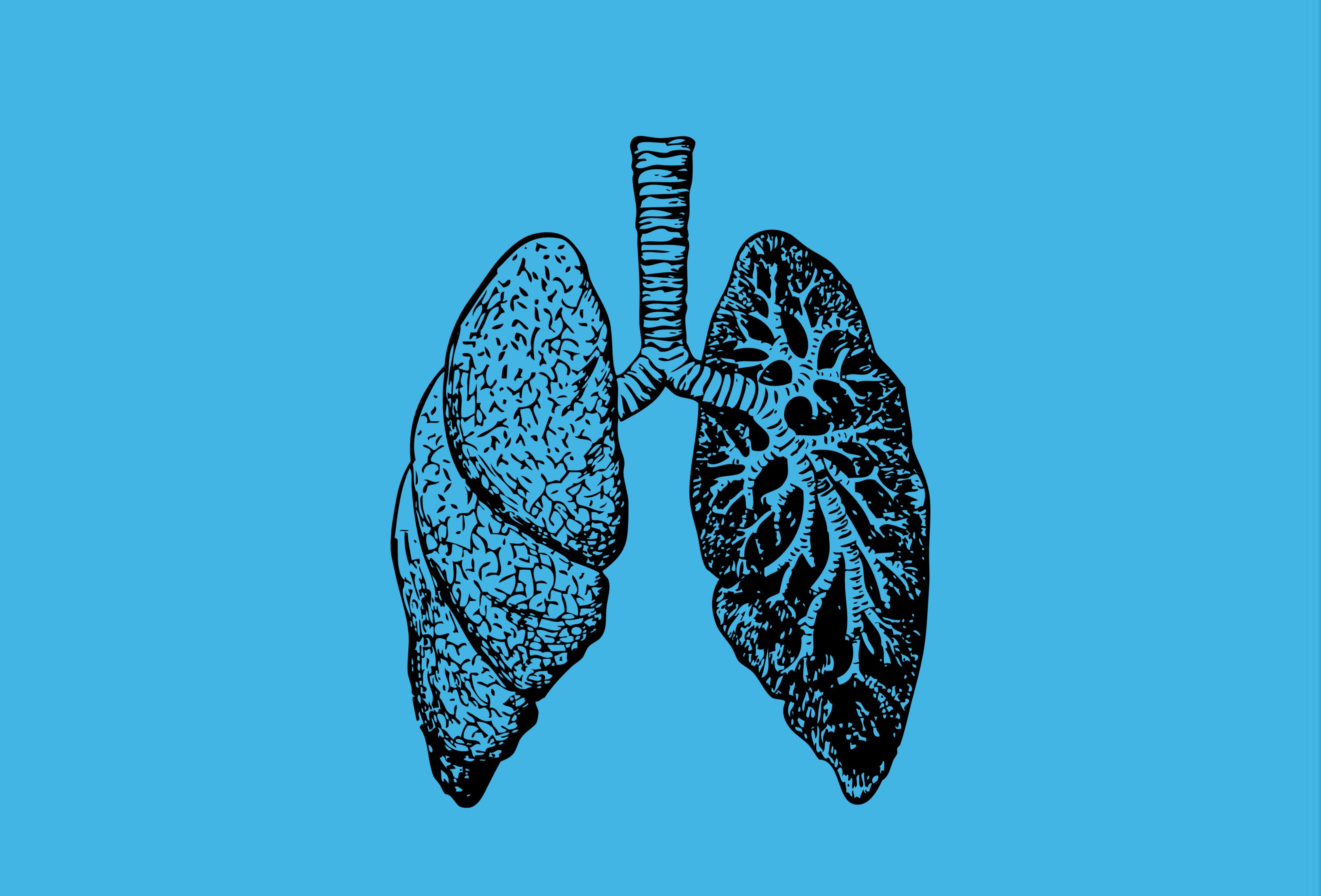 Pulmones fondo azul