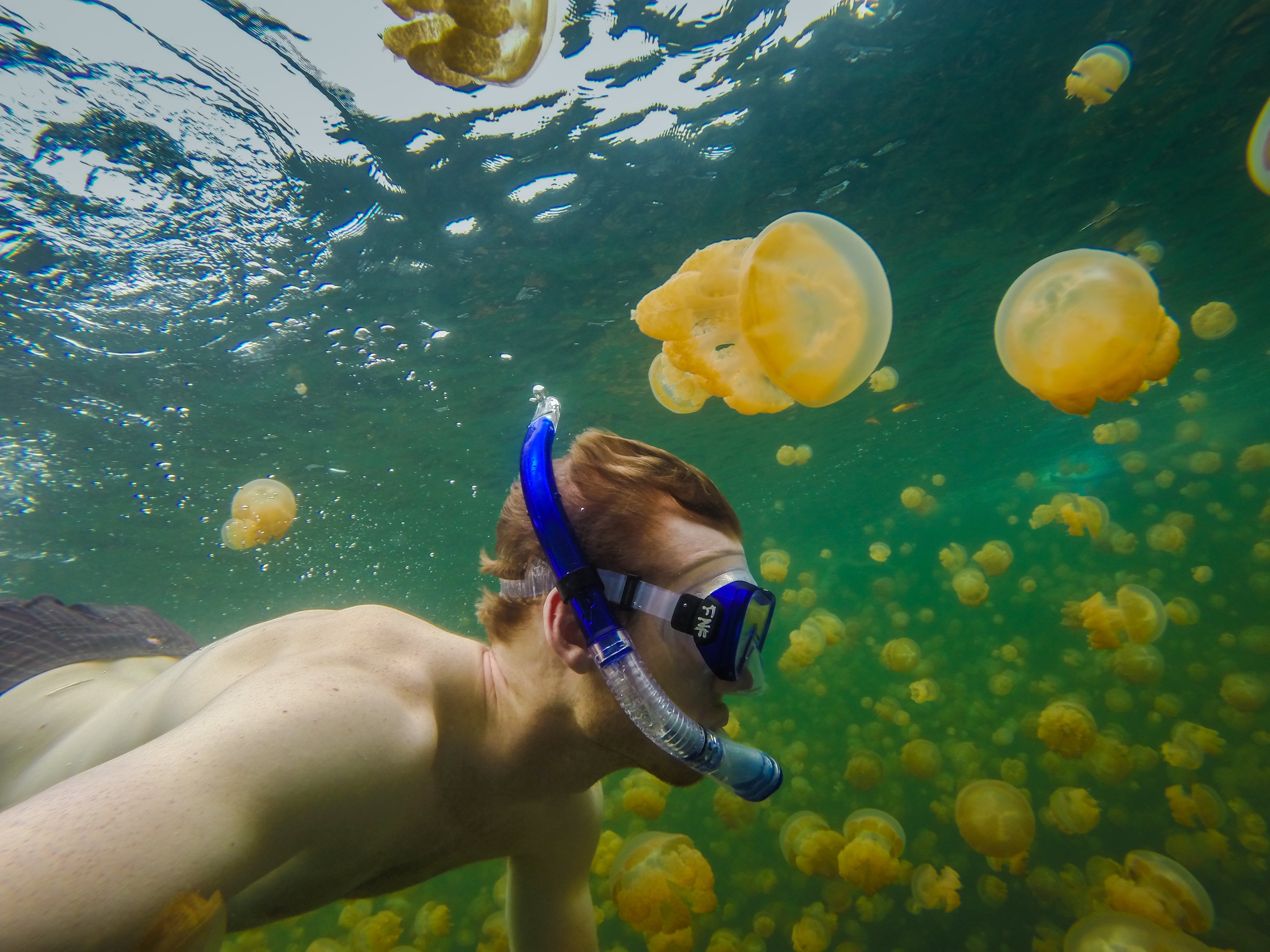Trucos para bañarse en un lago lleno de medusas: ¿apto para los más atrevidos?