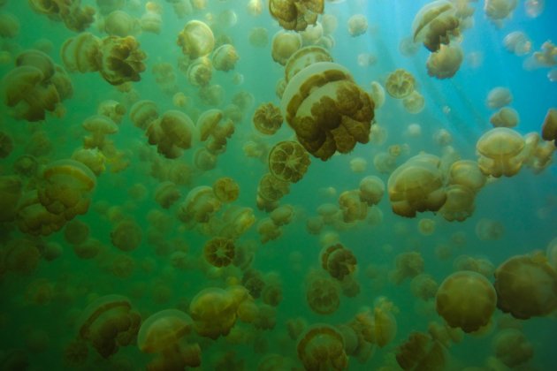 lago medusa palau unsplash