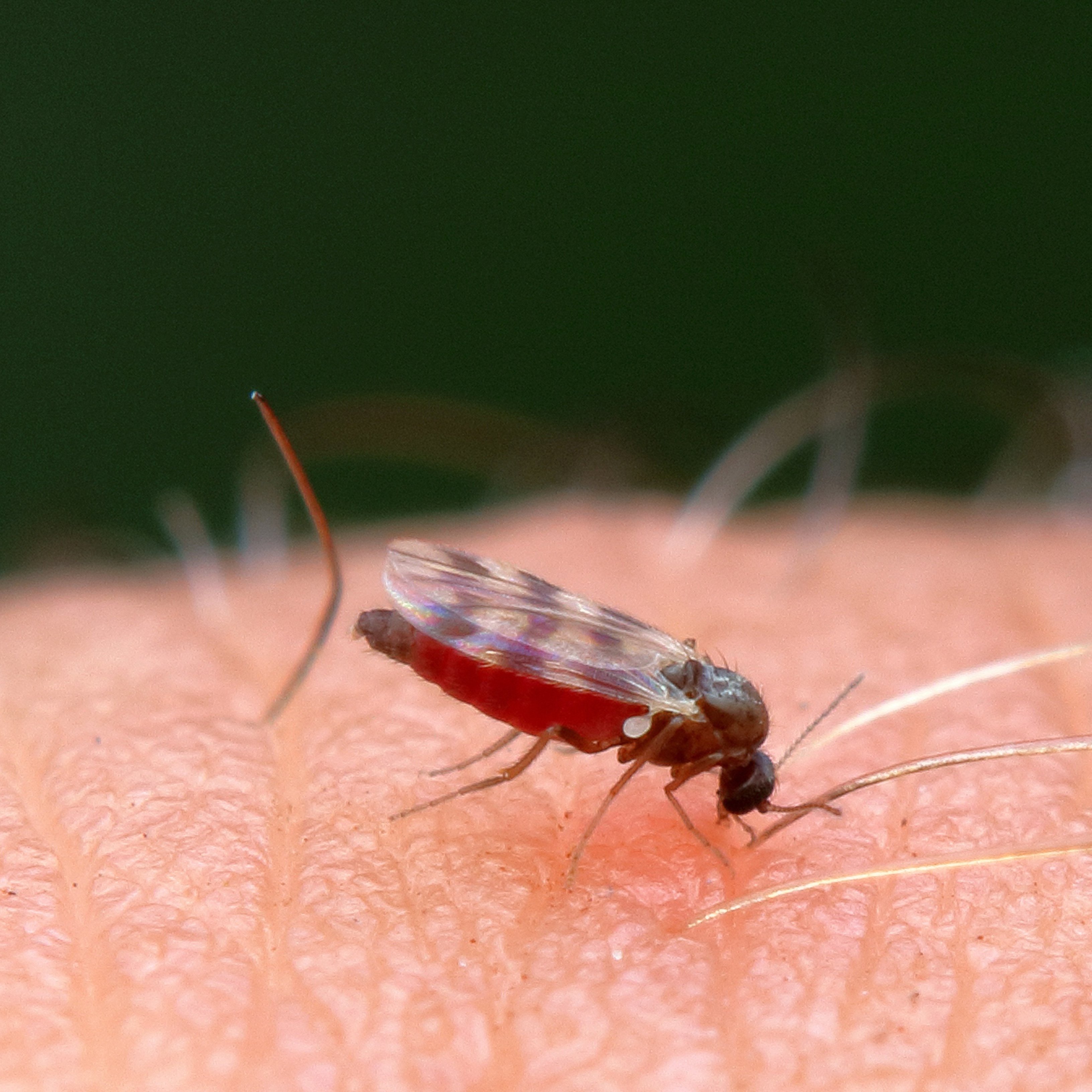 El piretro, repelente natural contra los mosquitos ante la llegada del calor