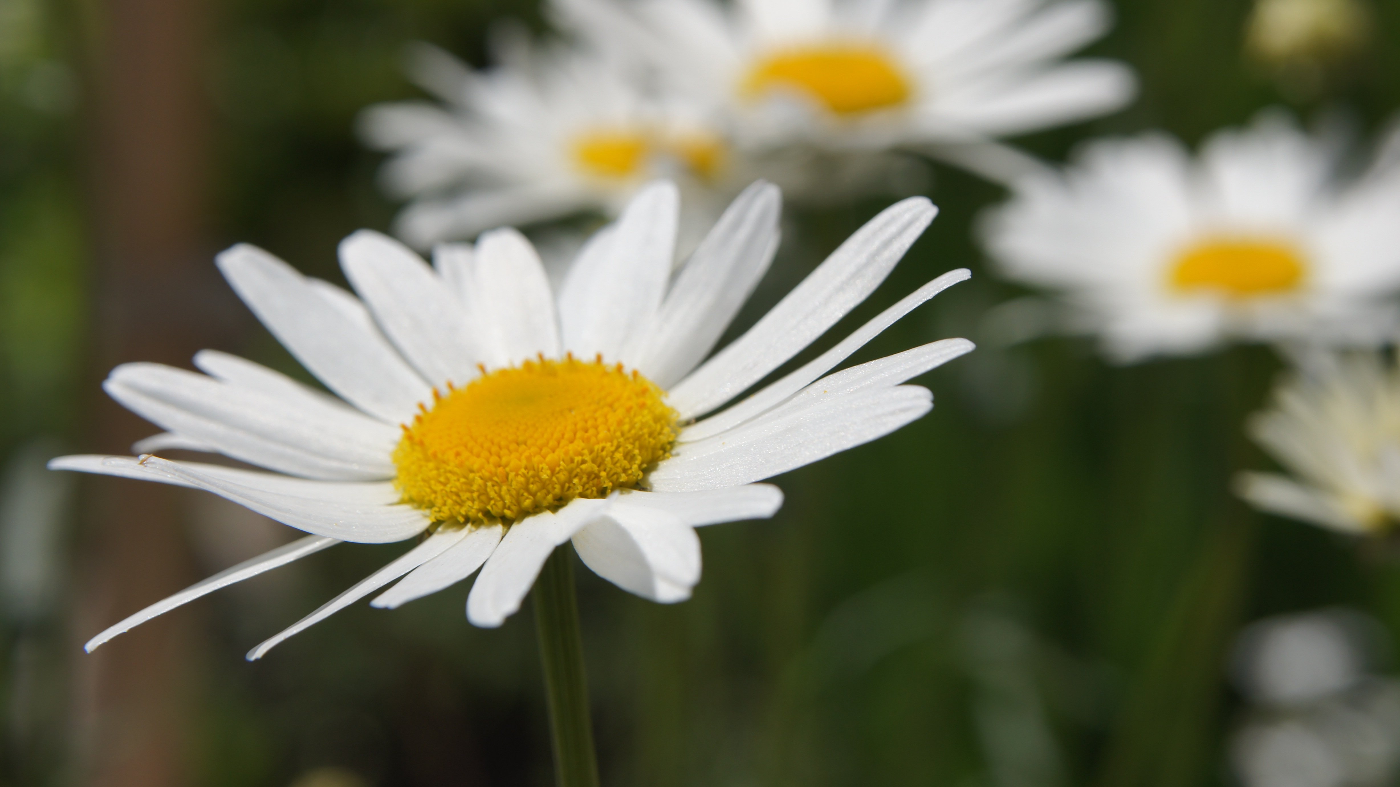 Flor del piretro