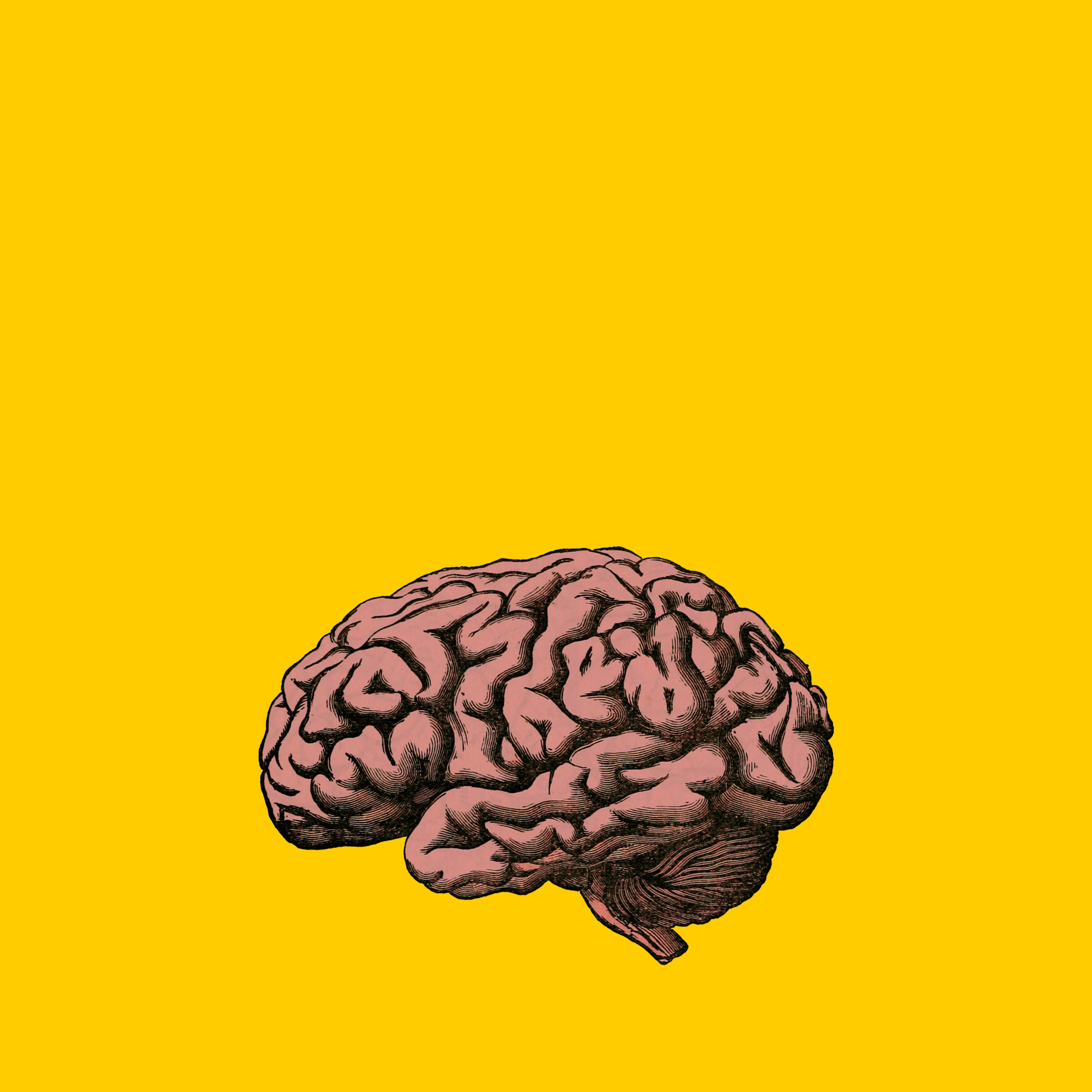 Descubren una mayor importancia del cerebelo en el cerebro de las personas