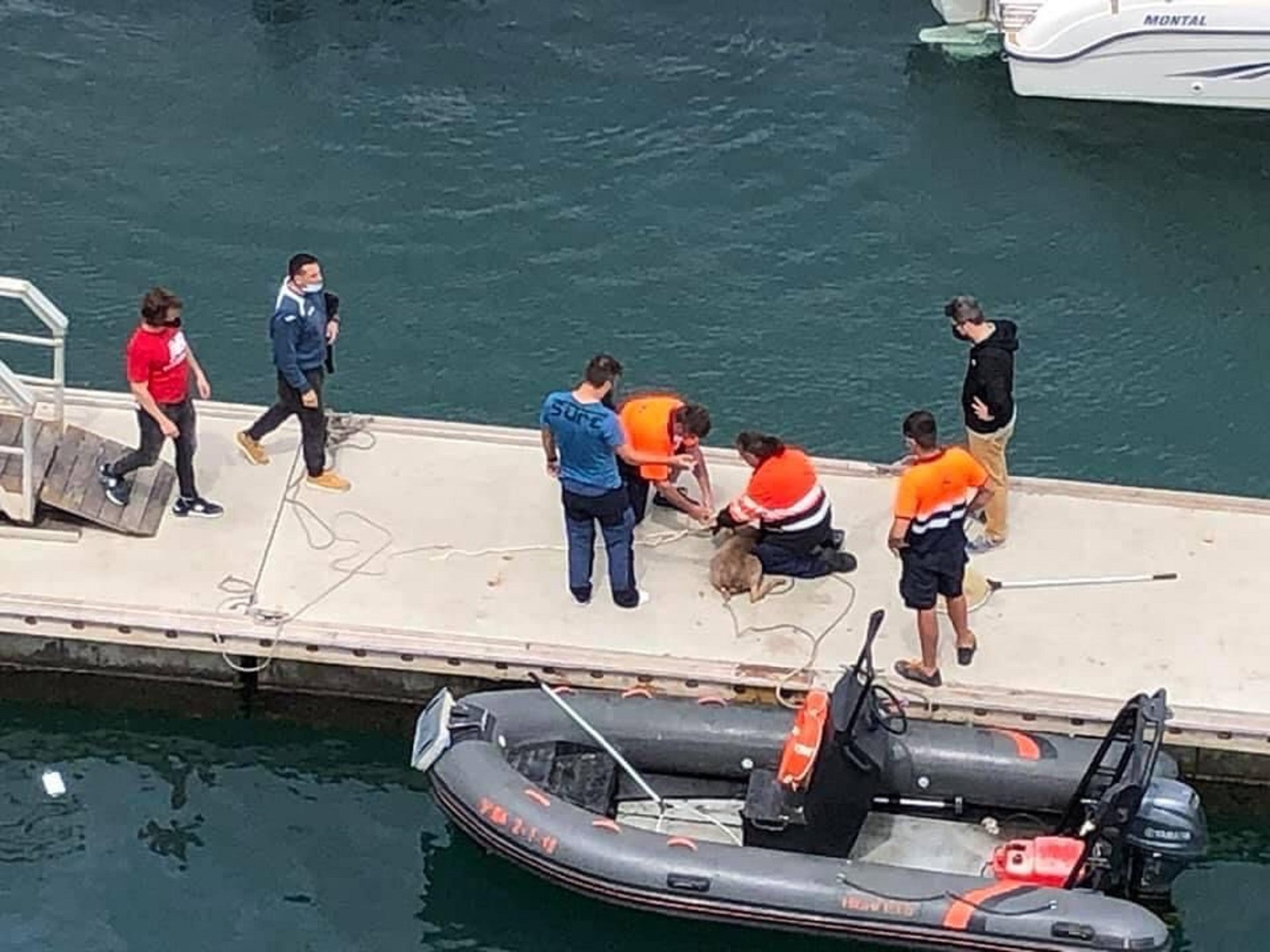 Cabriol rescatado en Port del Forum / ACN