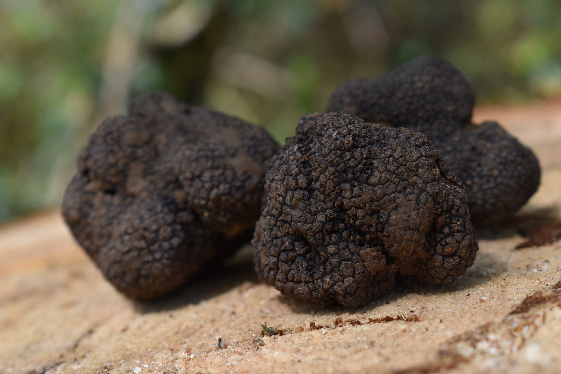 Trufas de verano: buenas, bonitas y baratas