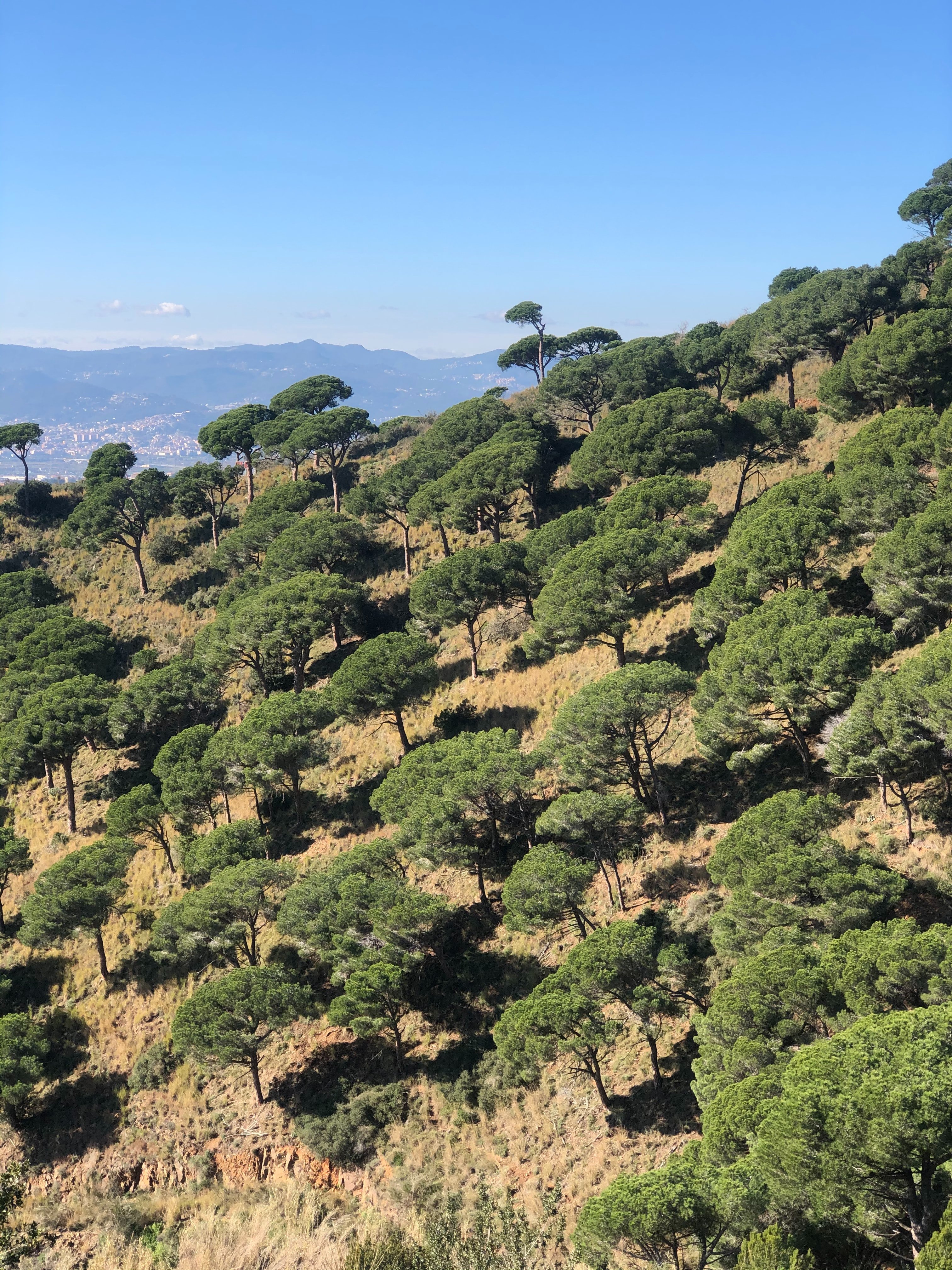 Jordà ve "absolutamente interesante" instalar molinos de viento en Collserola