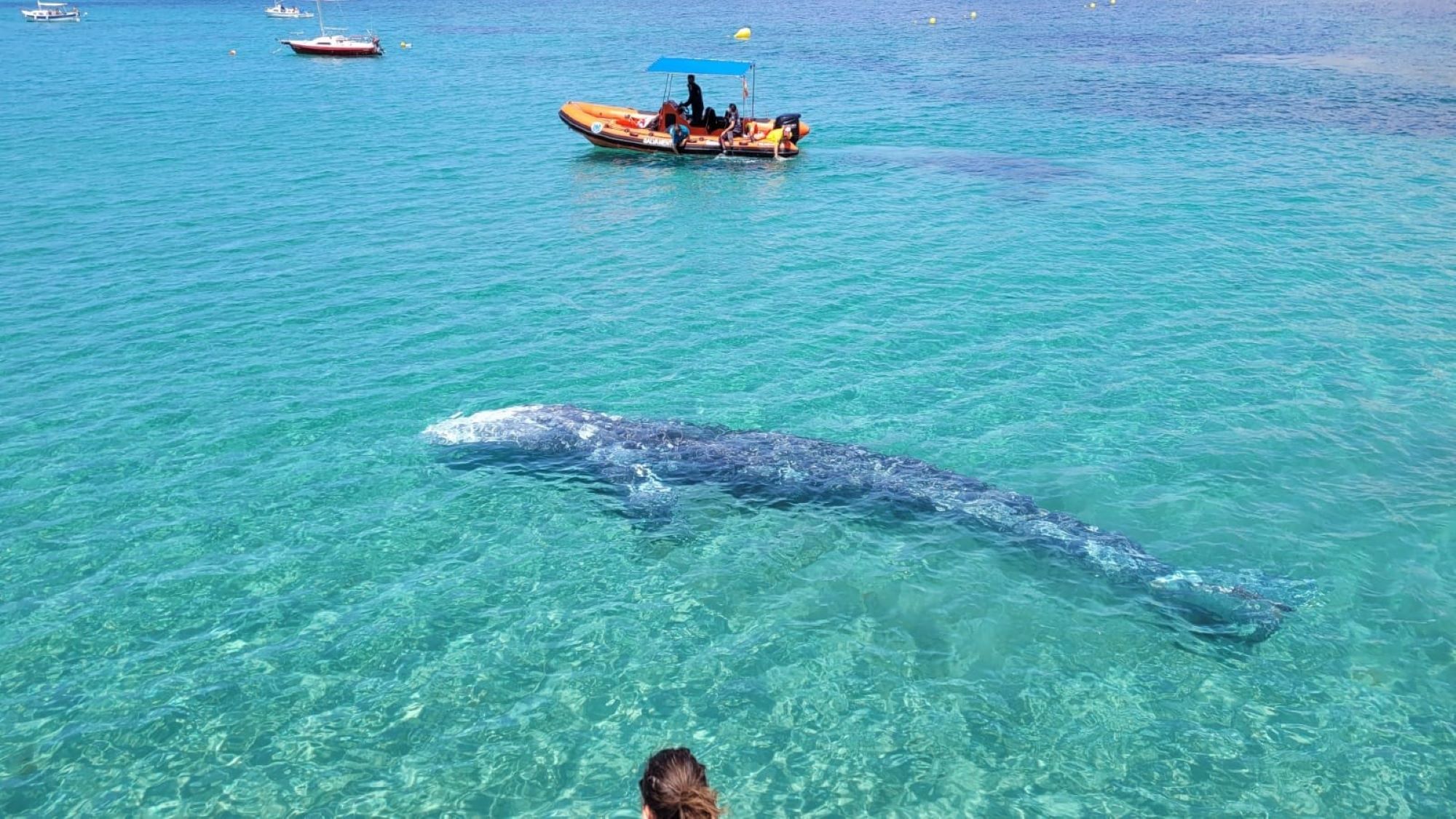 La ballena Wally aparece en muy mal estado en la costa de Mallorca